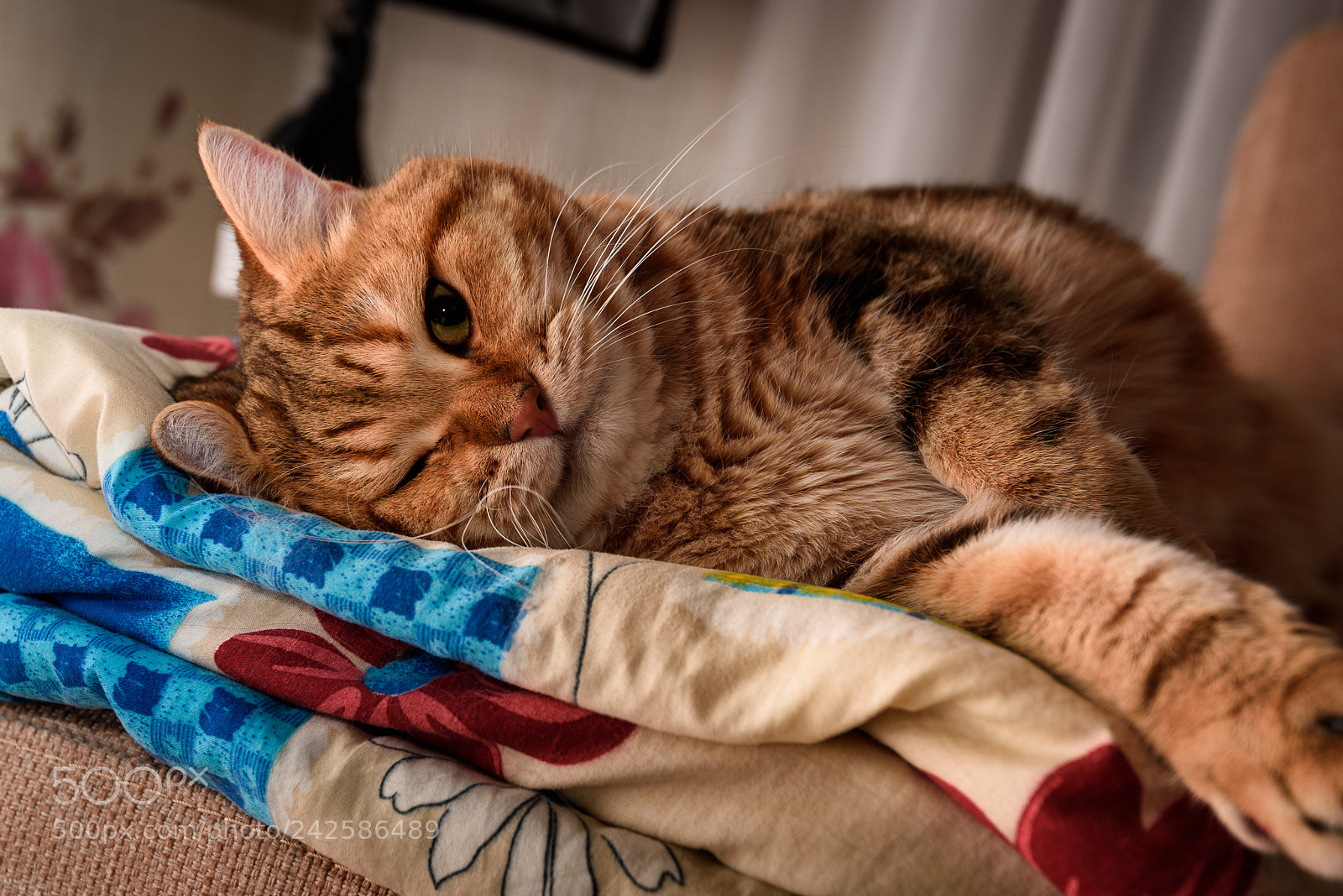 Nikon D810 sample photo. Pysha cat photography