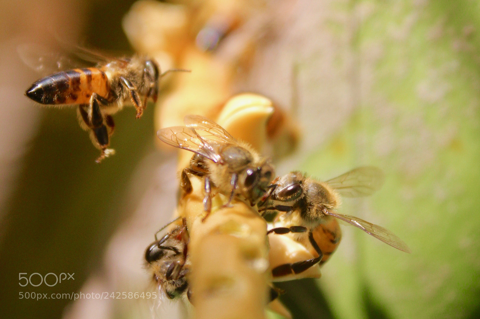 Canon EOS 60D sample photo. Bee photography