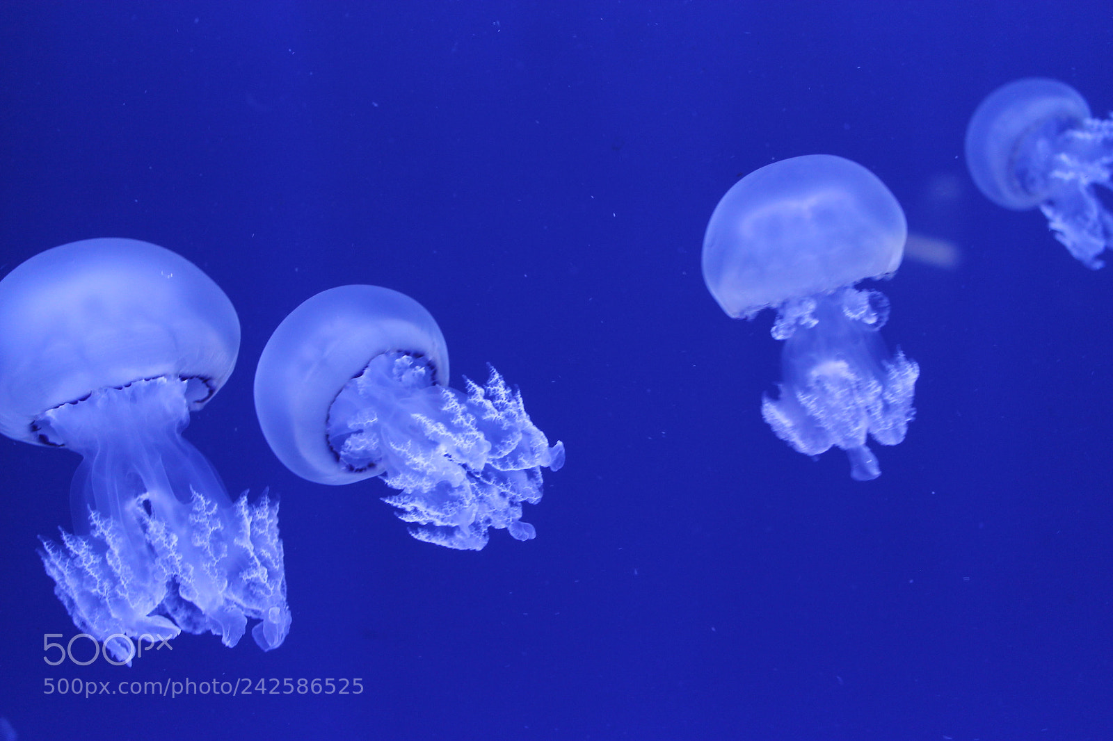 Canon EOS 1100D (EOS Rebel T3 / EOS Kiss X50) sample photo. Jellyfish photography