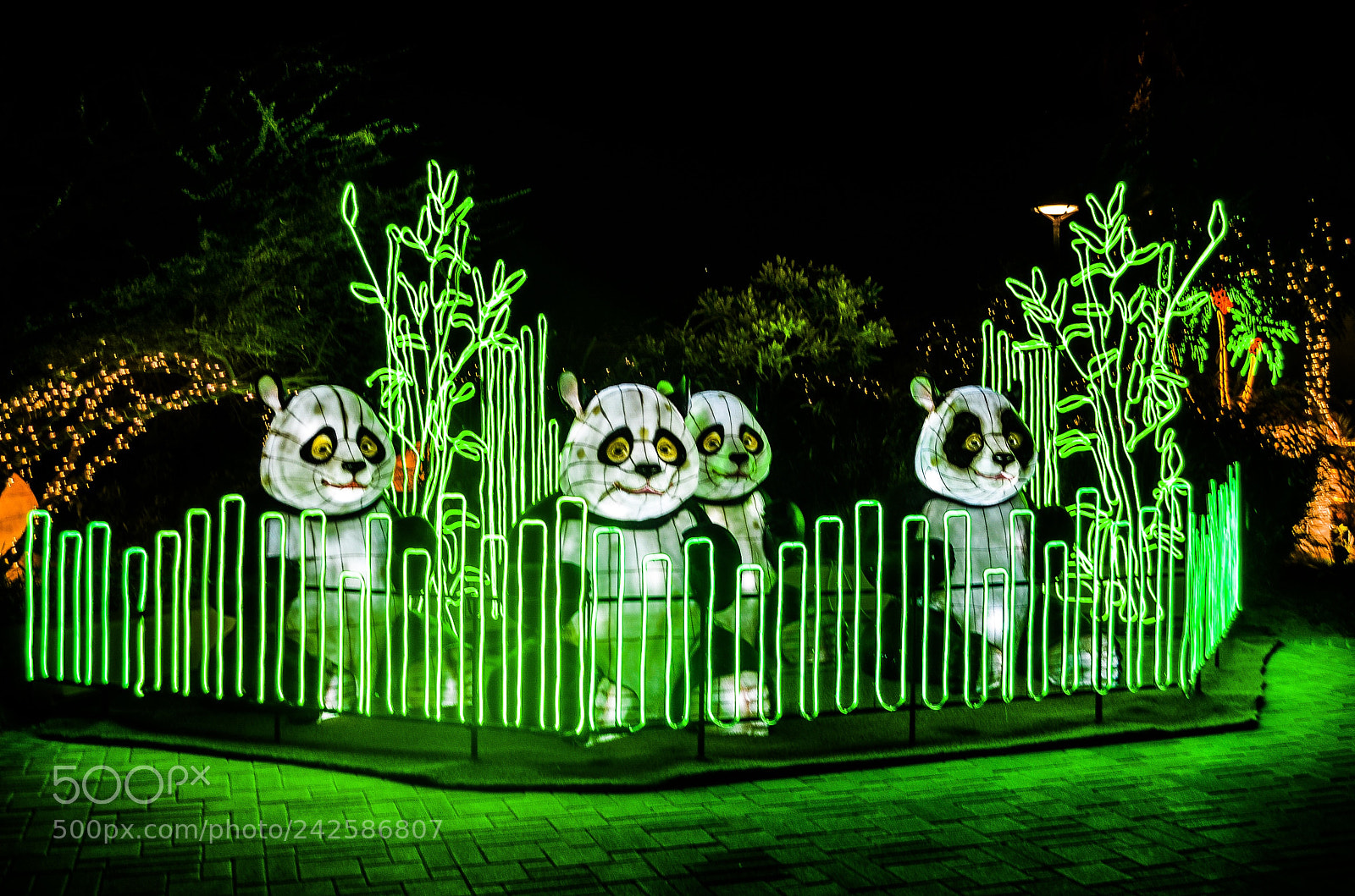 Nikon D5100 sample photo. Al ain zoo photography