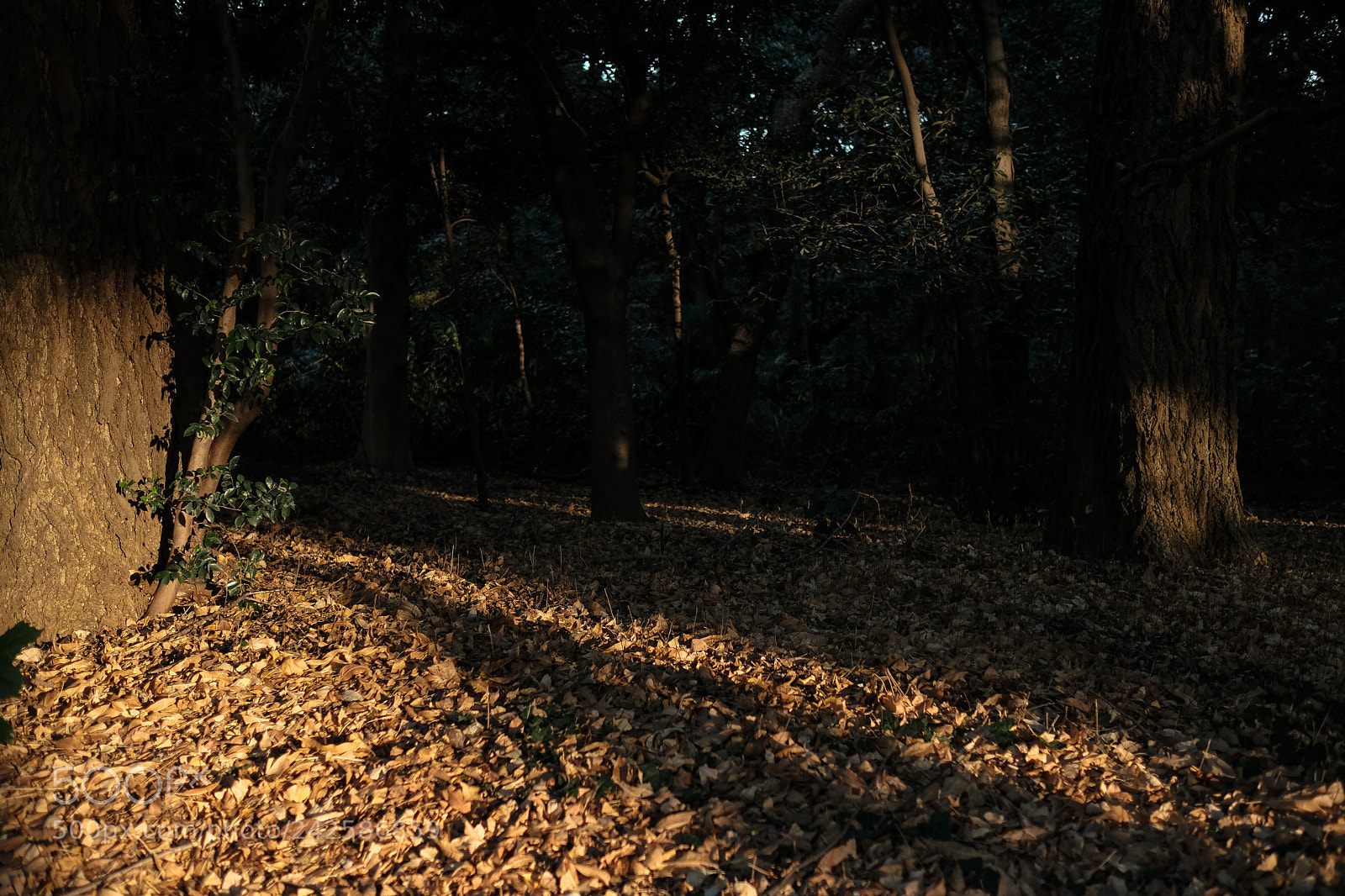 Fujifilm X-T2 sample photo. Tokyo life photography