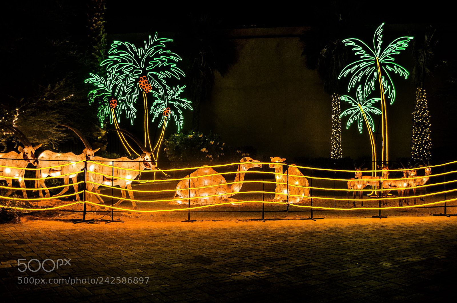 Nikon D5100 sample photo. Al ain zoo photography