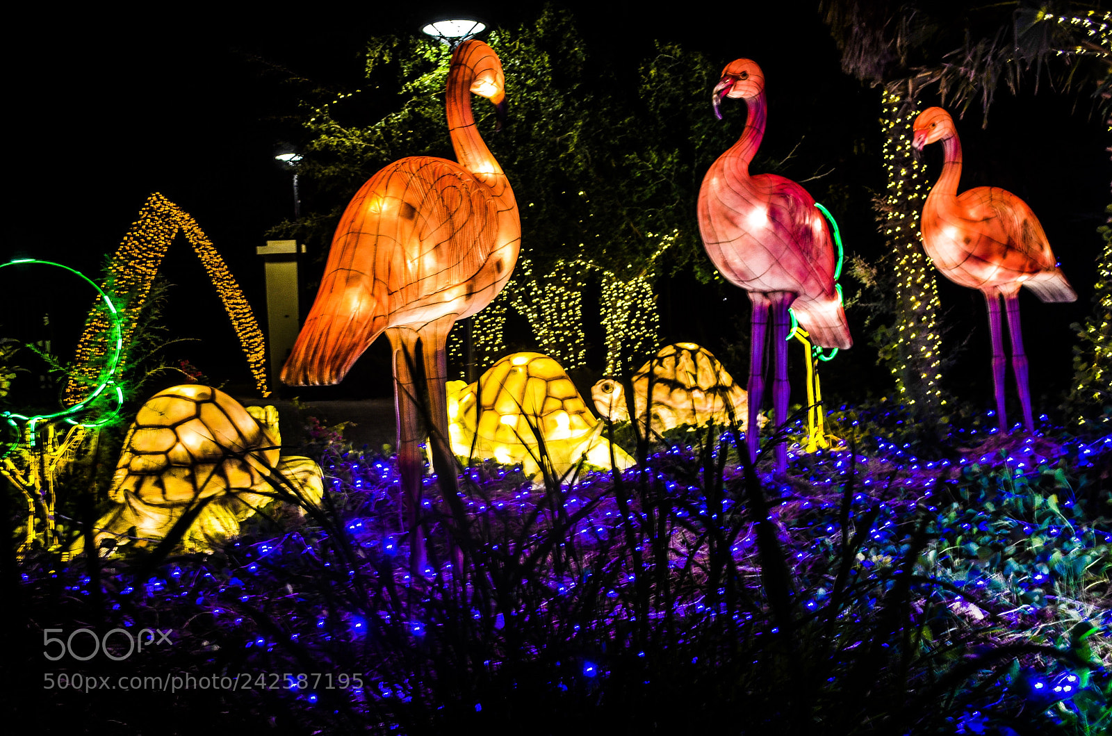 Nikon D5100 sample photo. Al ain zoo photography