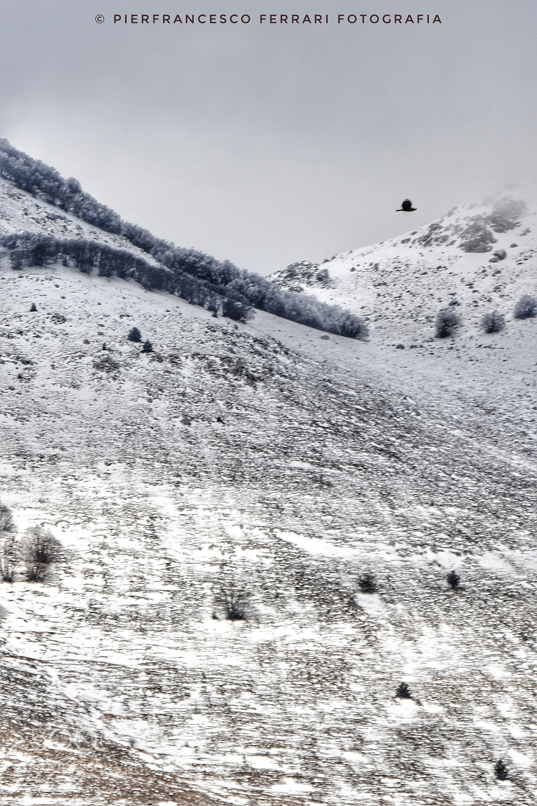 Nikon D7200 sample photo. Poiana appena fotografata vola photography