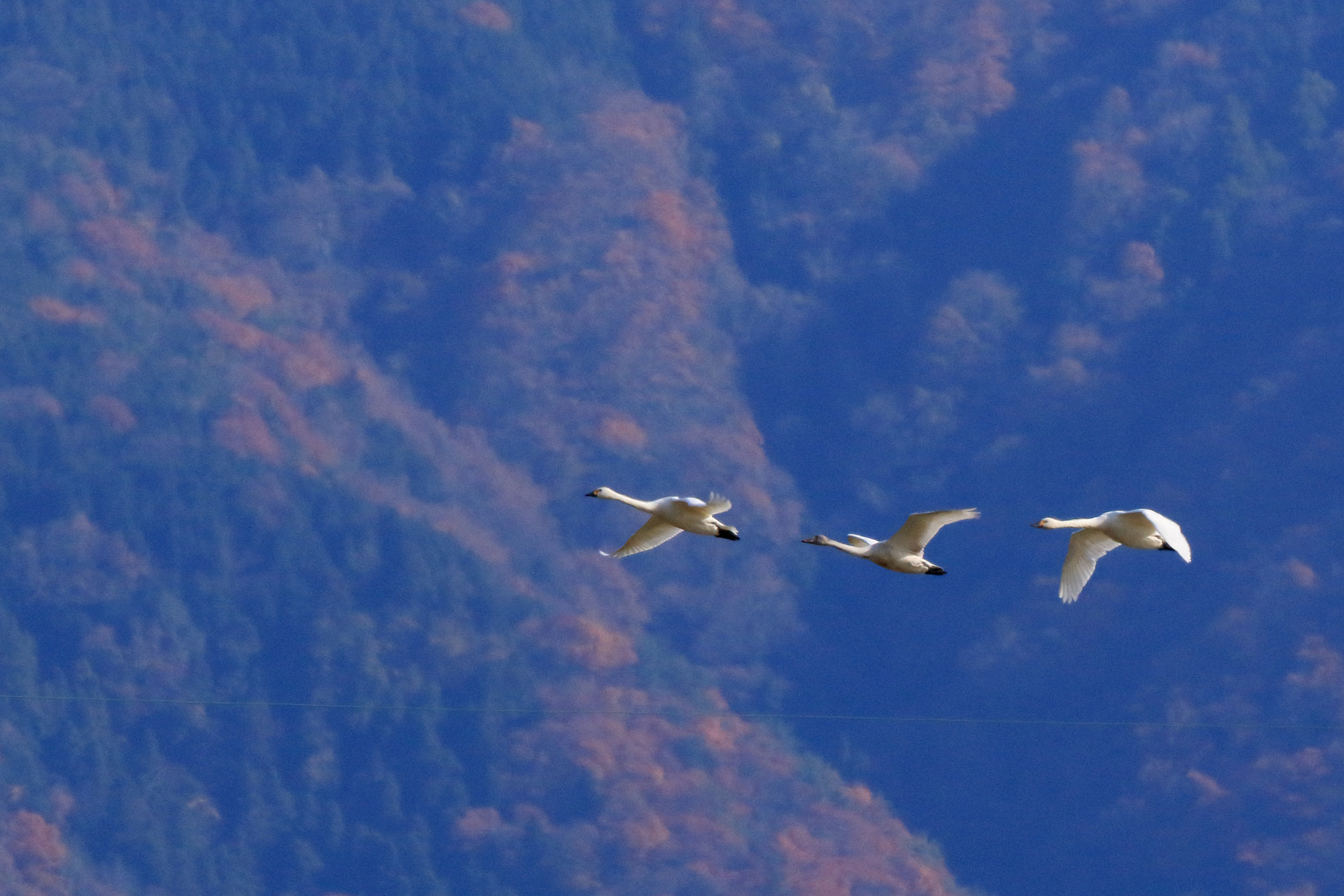 Canon EOS 7D Mark II sample photo. コハクチョウ tundra swan photography