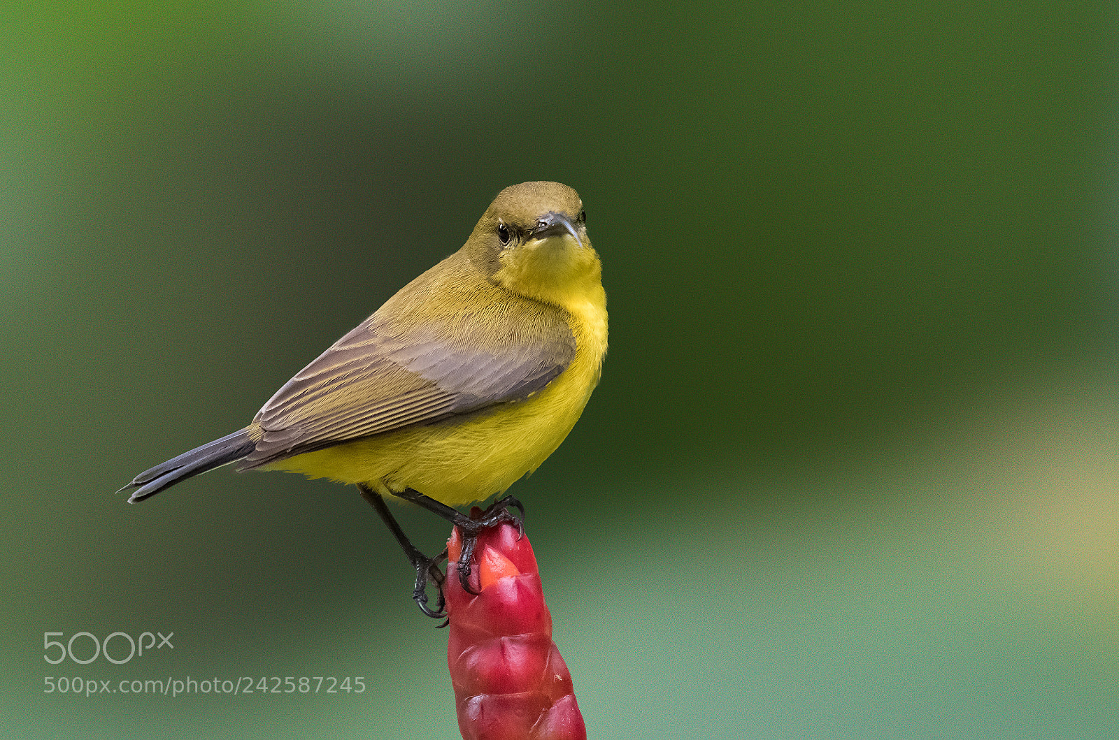 Nikon D500 sample photo. Female olive backed sunbird photography