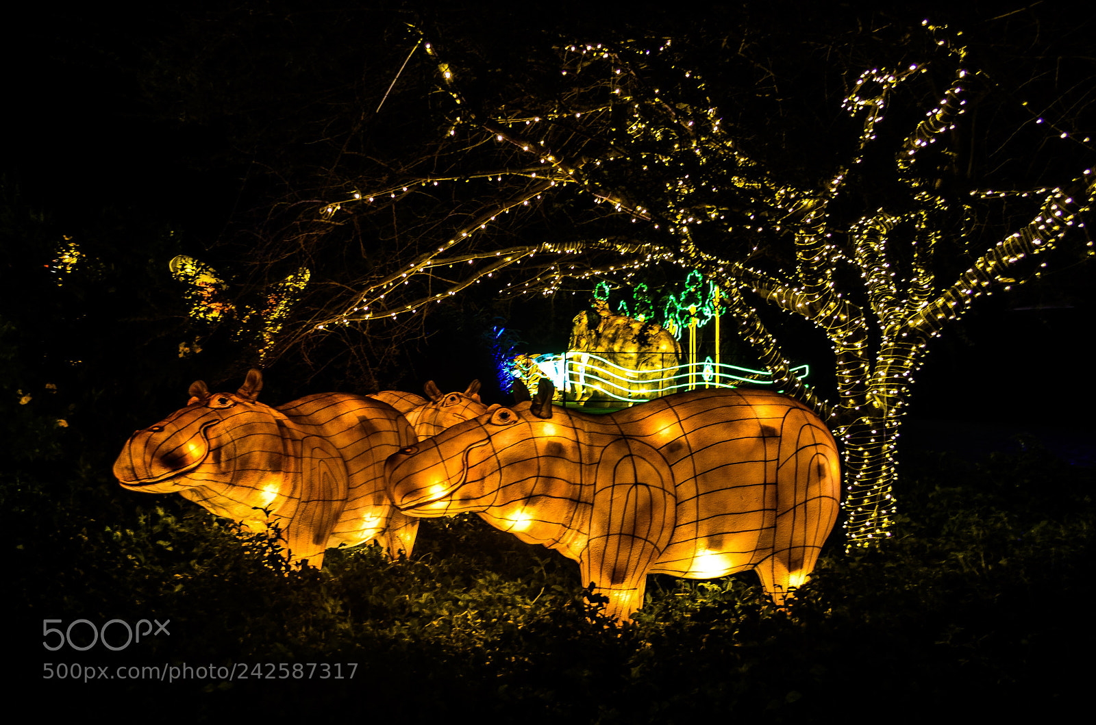 Nikon D5100 sample photo. Al ain zoo photography