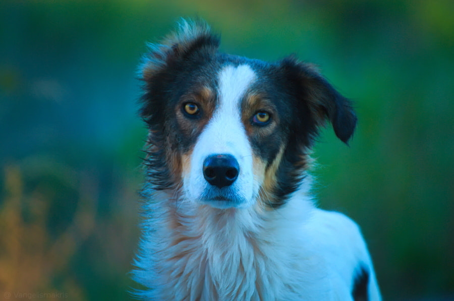 Nikon D3100 sample photo. Man´s best friend photography
