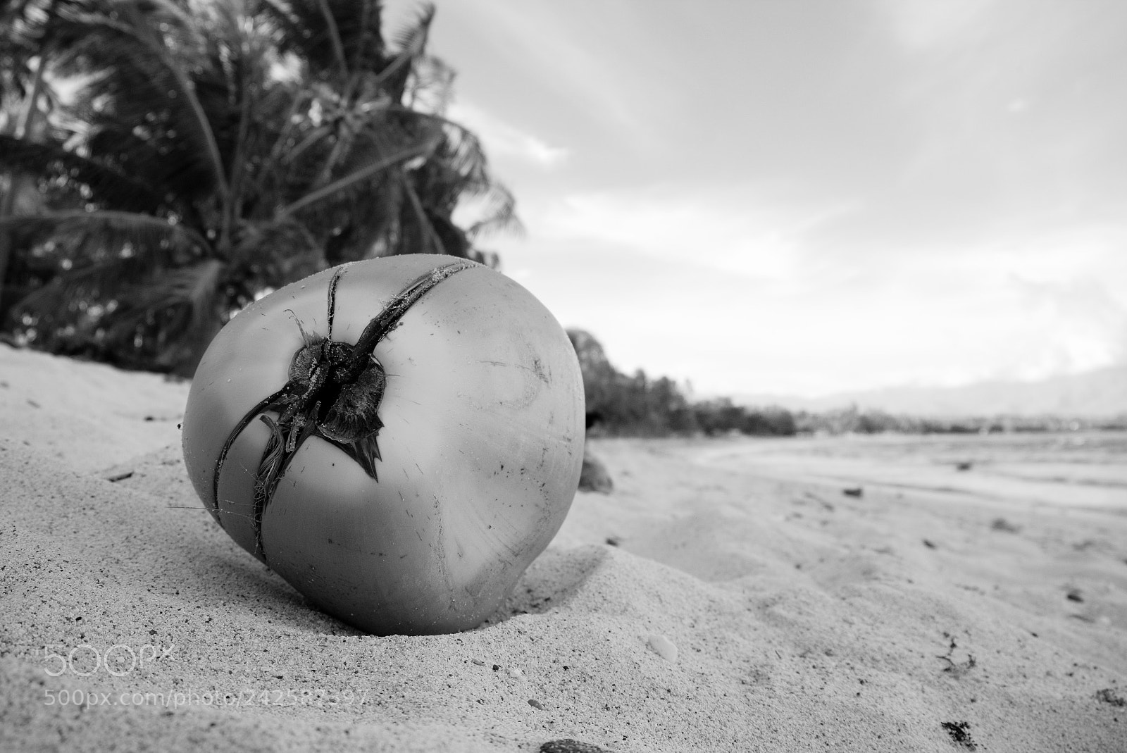 Fujifilm X-T10 sample photo. Coconut on the beach photography