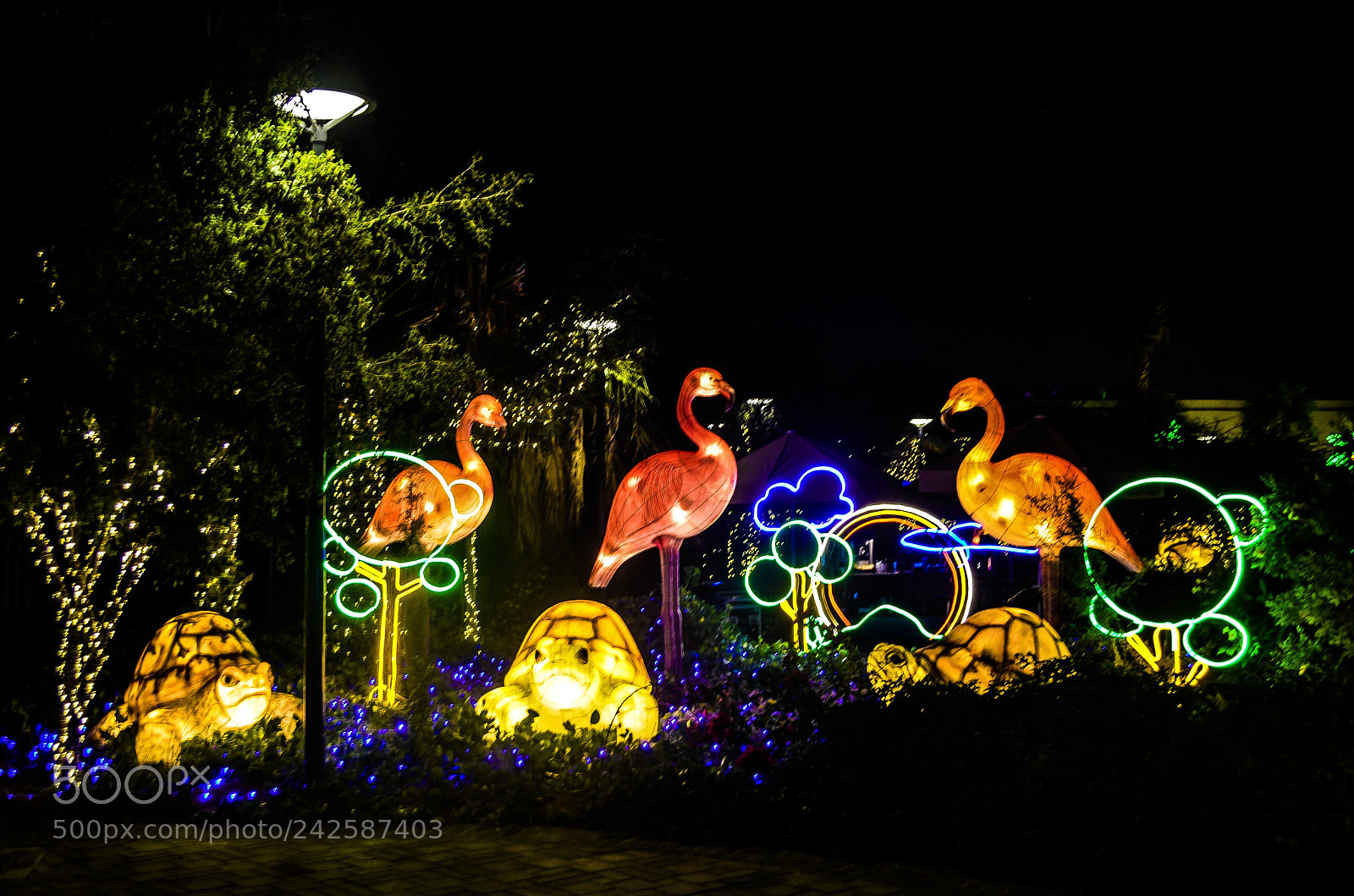 Nikon D5100 sample photo. Al ain zoo photography