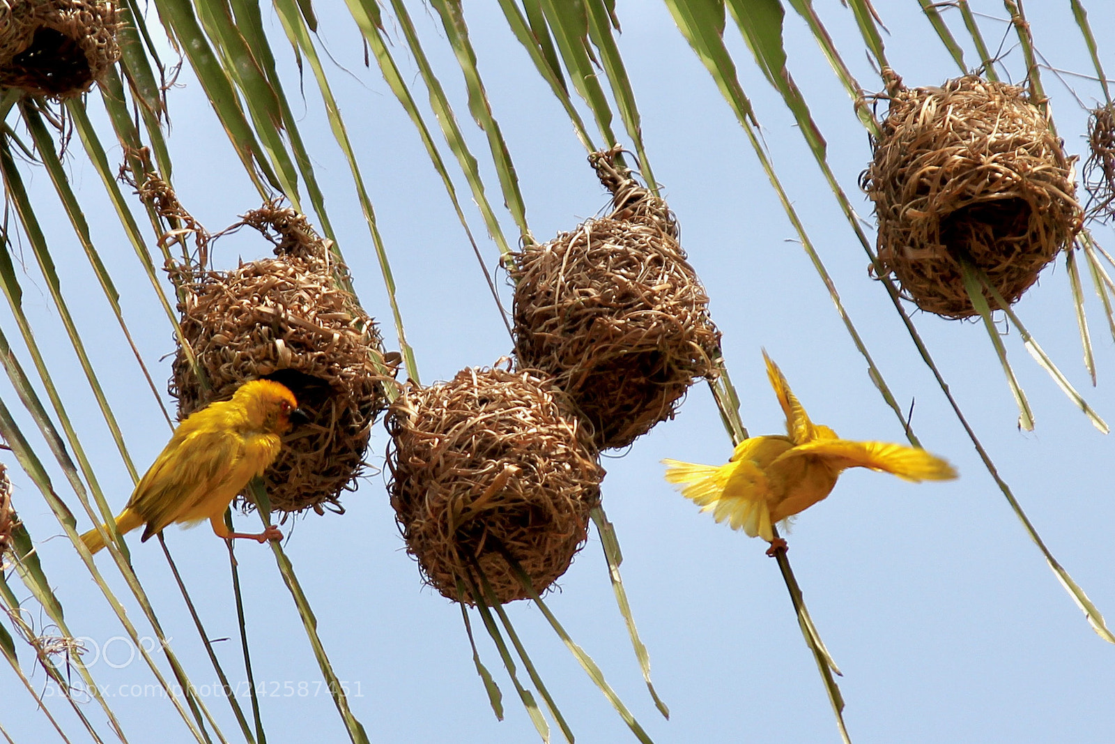 Canon EOS 60D sample photo. Eastern golden weaver photography