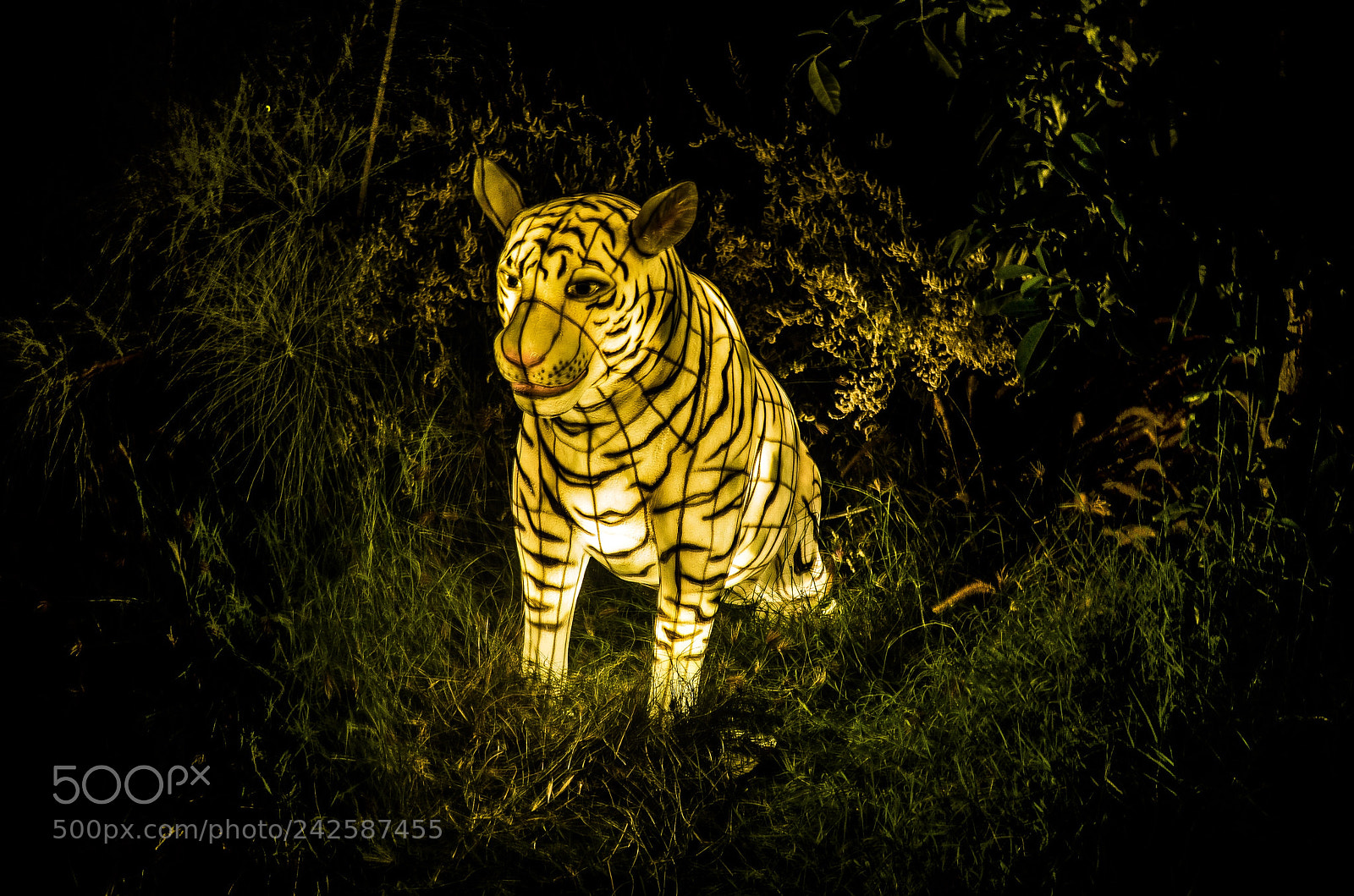 Nikon D5100 sample photo. Al ain zoo photography