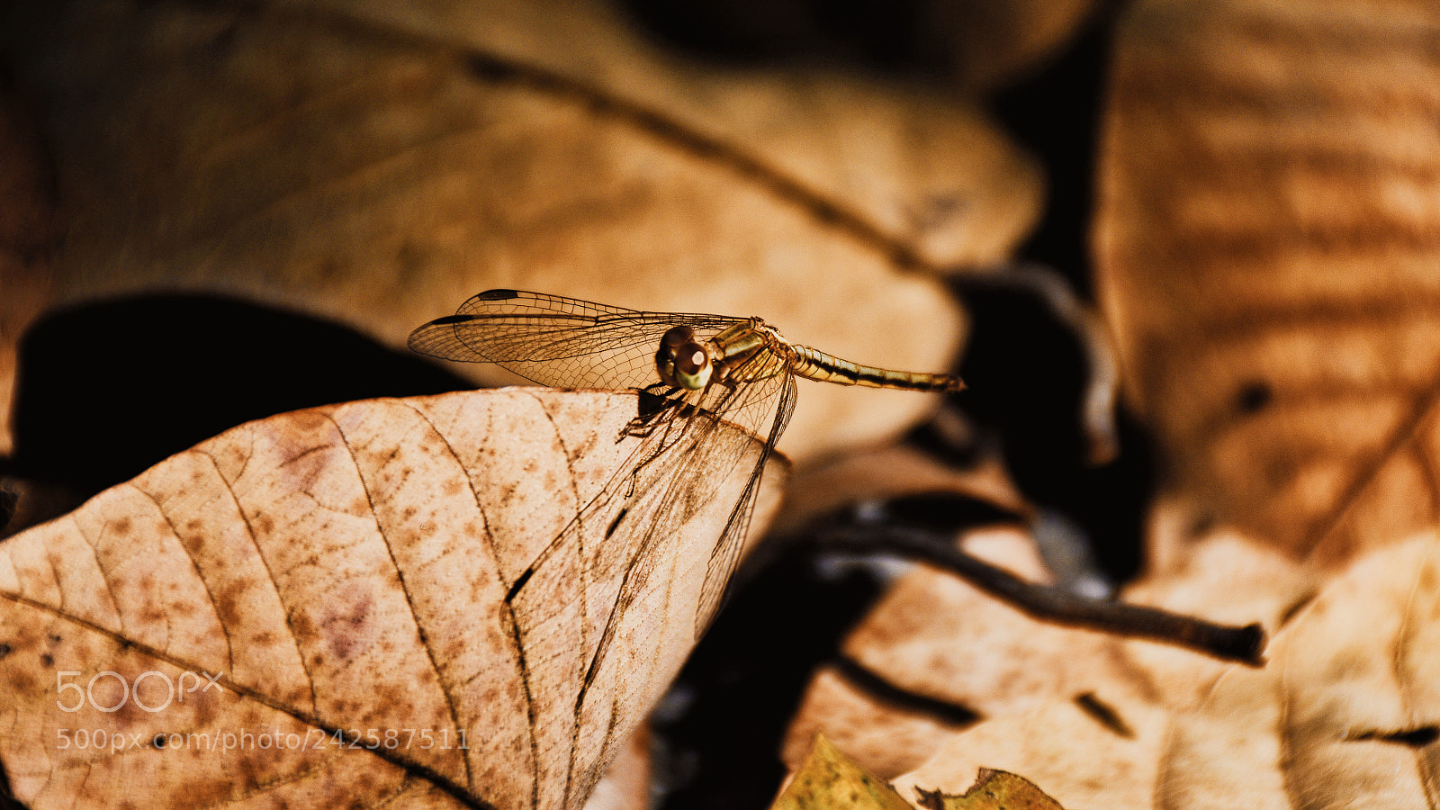 Nikon D5600 sample photo. Hunter photography