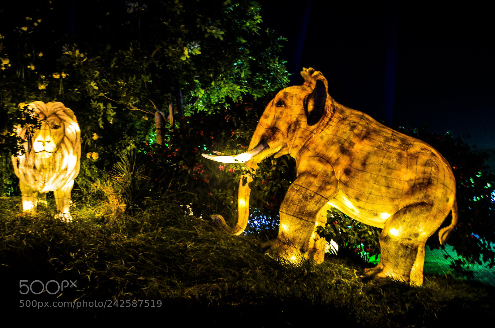 Nikon D5100 sample photo. Al ain zoo photography