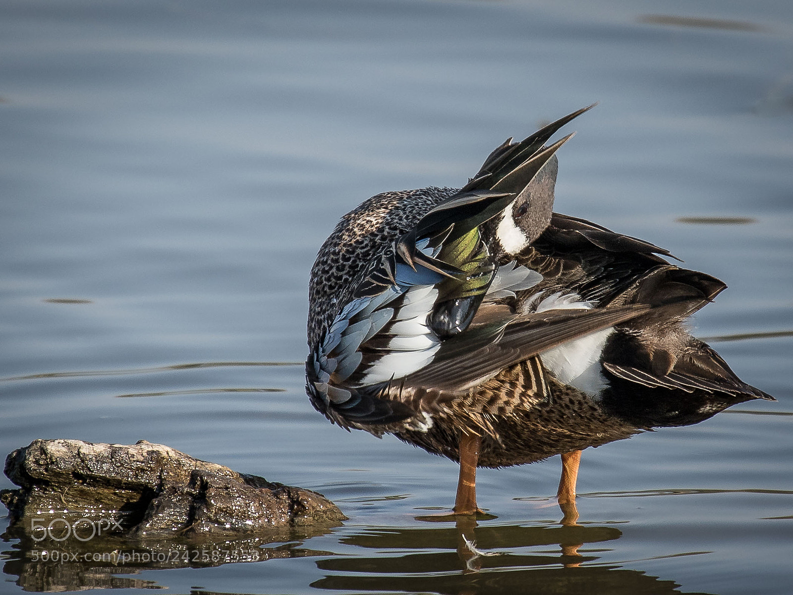 Canon EOS 7D Mark II sample photo. Blue-winged teal drake preening photography