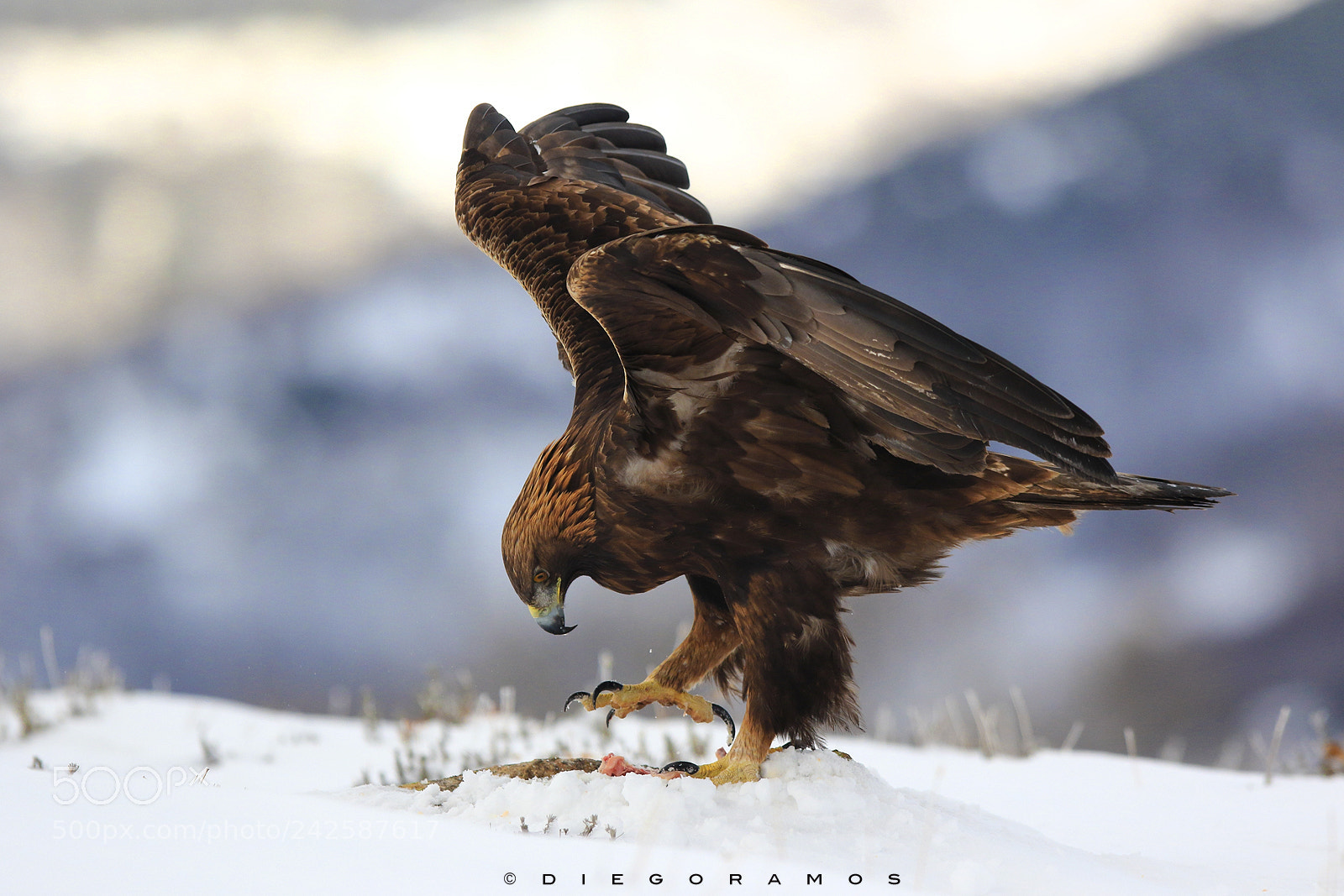 Canon EOS 7D Mark II sample photo. Claw photography