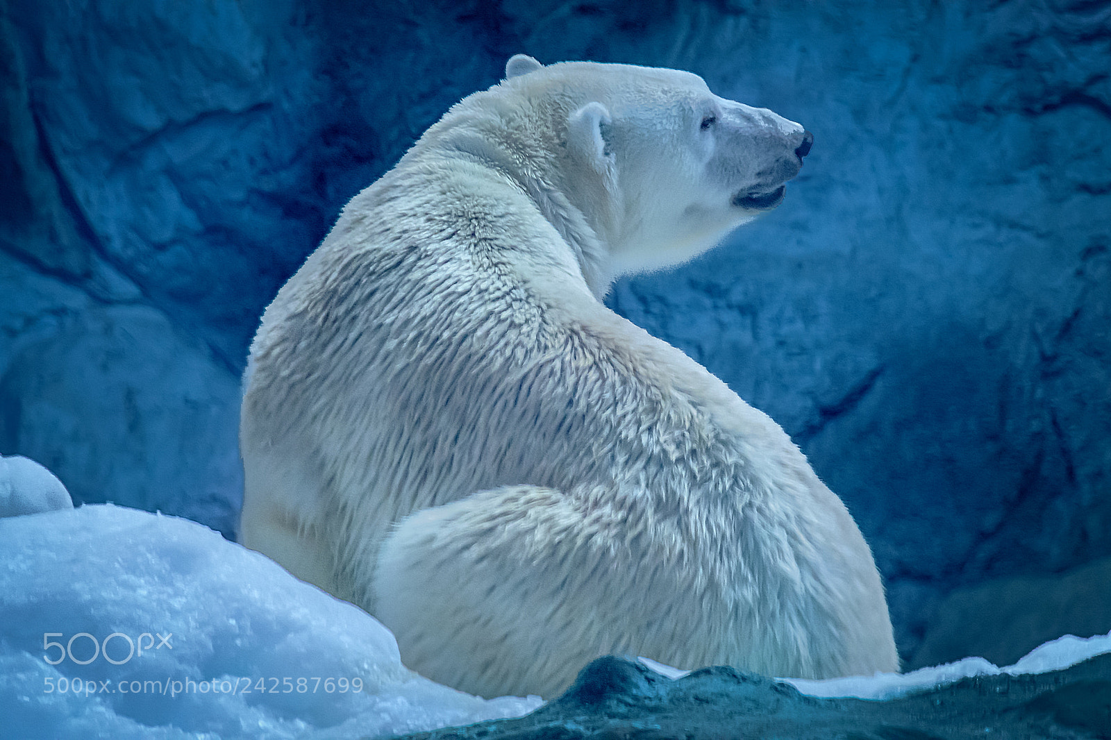 Nikon D500 sample photo. Polar bear photography