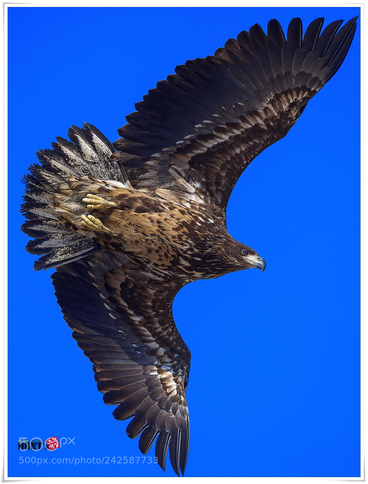 Nikon D5 sample photo. White-tailed sea eagle. photography