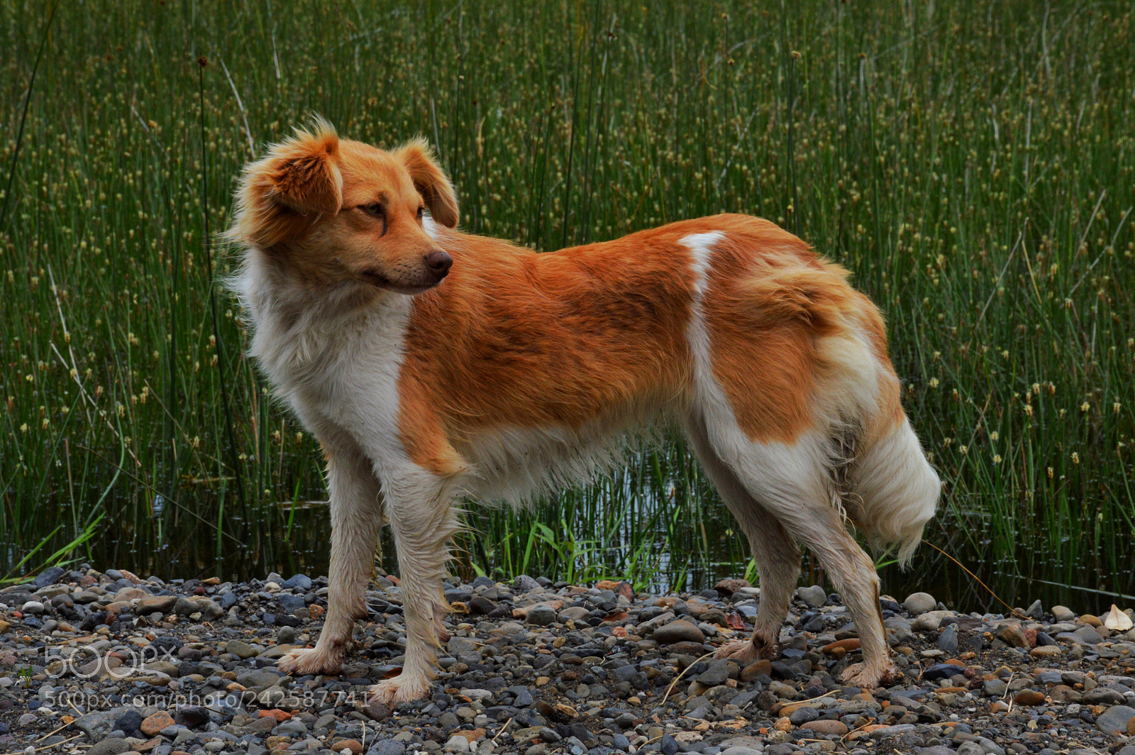 Nikon D3200 sample photo. Dog of mantilhue photography