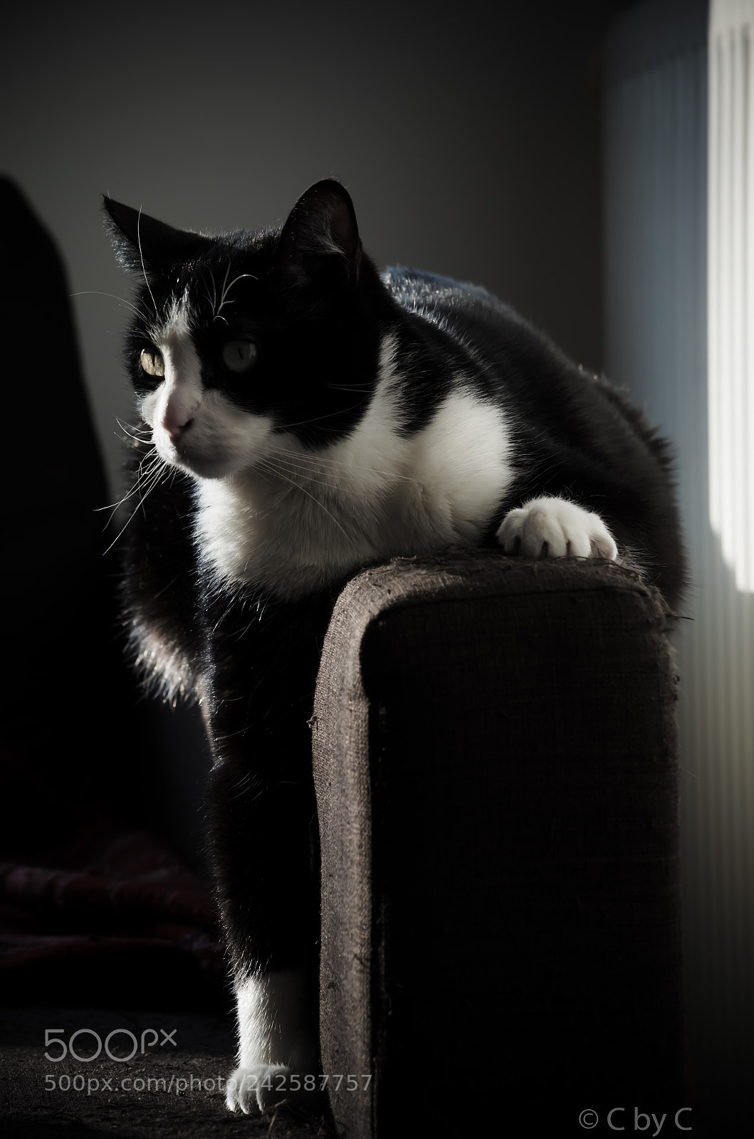 Nikon D5100 sample photo. King of the sofa photography