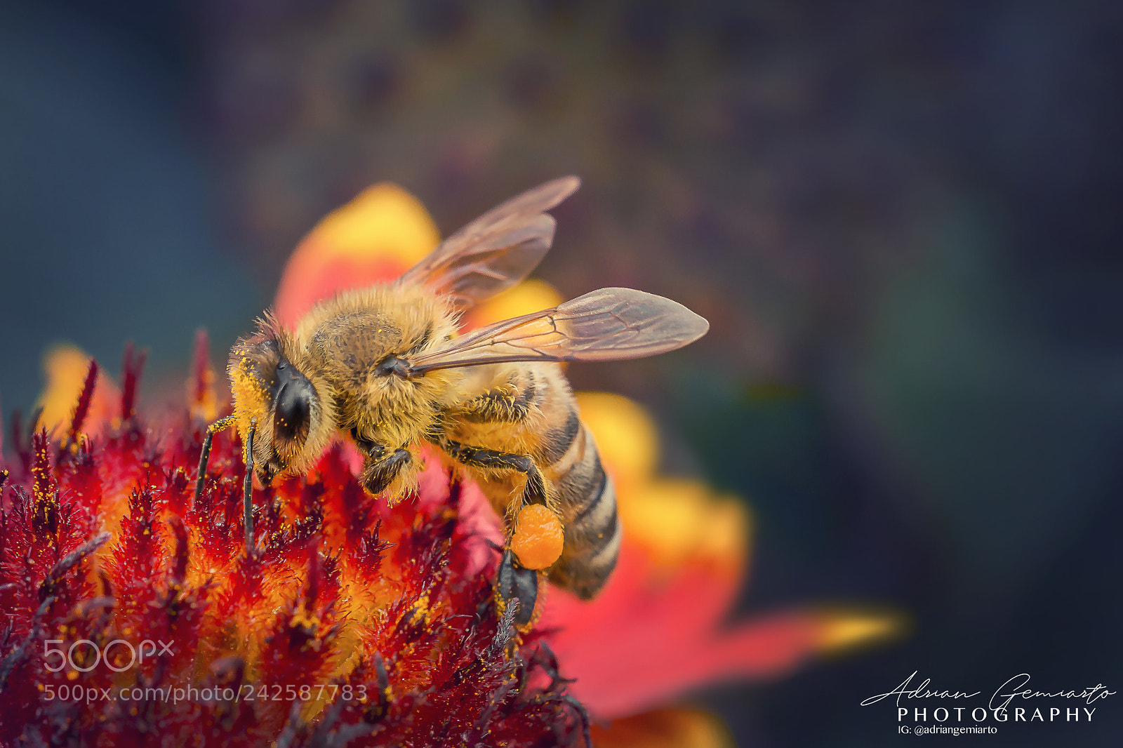 Nikon D7200 sample photo. Pollen hunter photography
