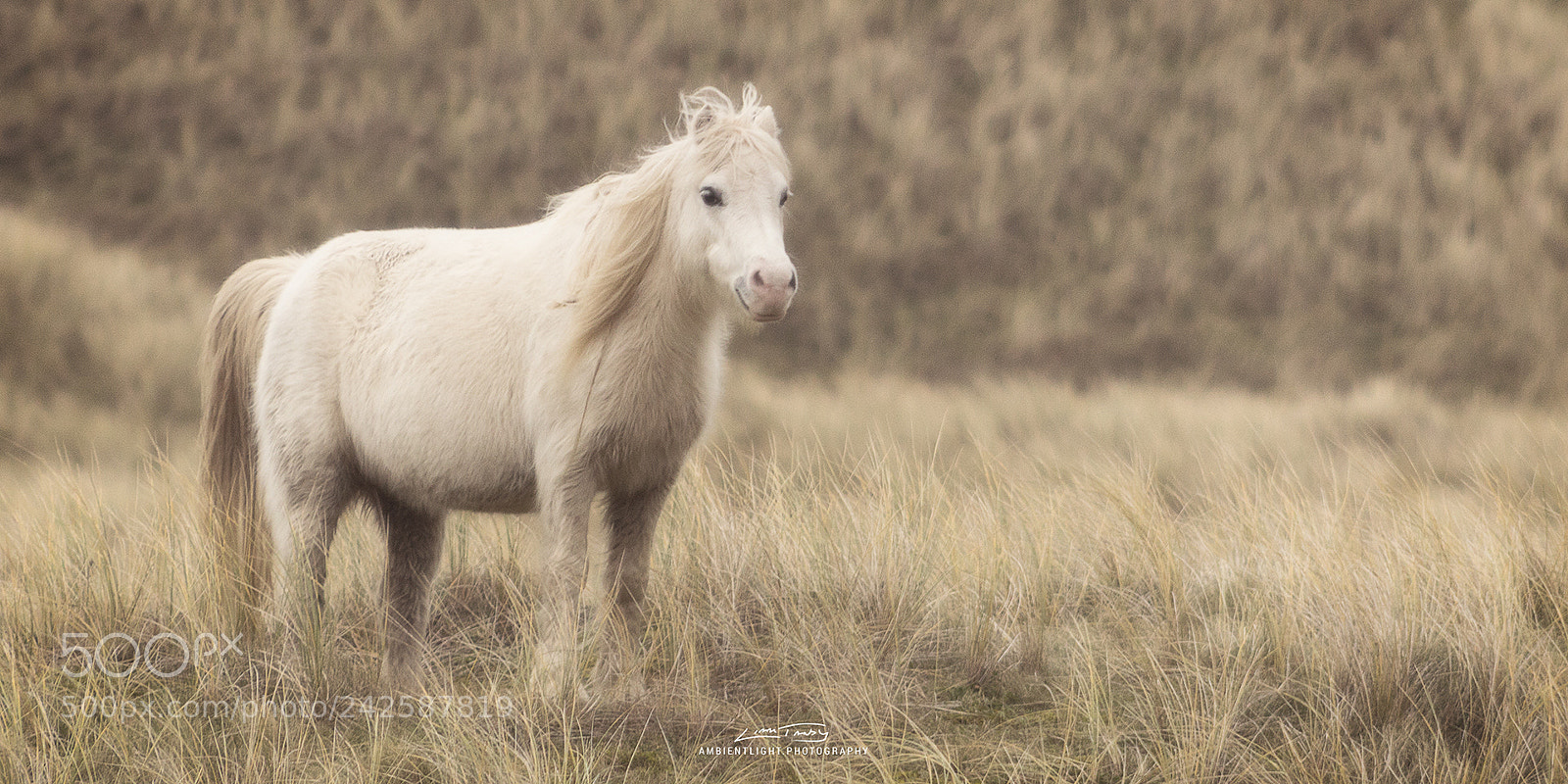 Canon EOS 1300D (EOS Rebel T6 / EOS Kiss X80) sample photo. Wild horse photography