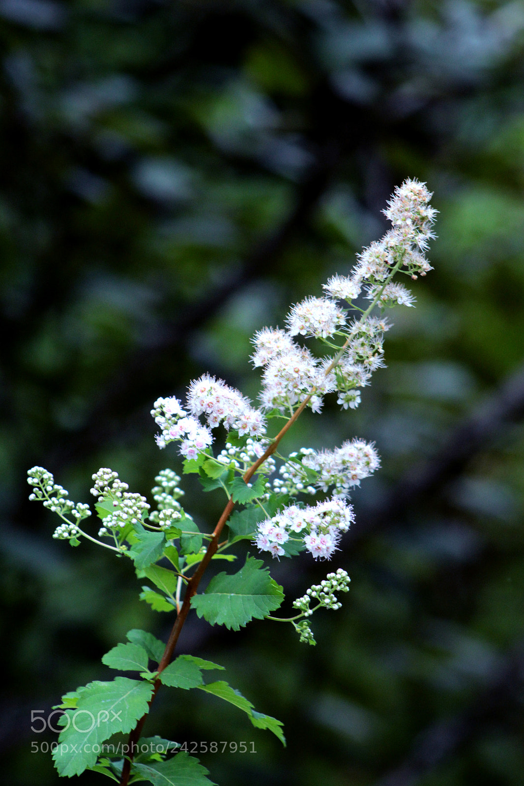 Canon EOS 700D (EOS Rebel T5i / EOS Kiss X7i) sample photo. Flower photography