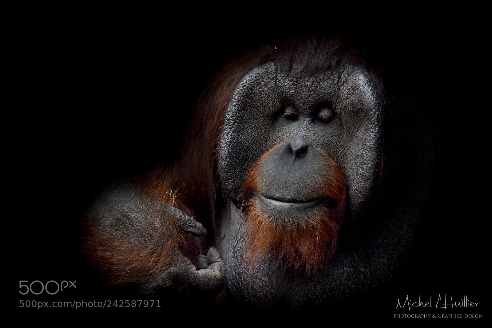 Nikon D810 sample photo. Orangutan photography