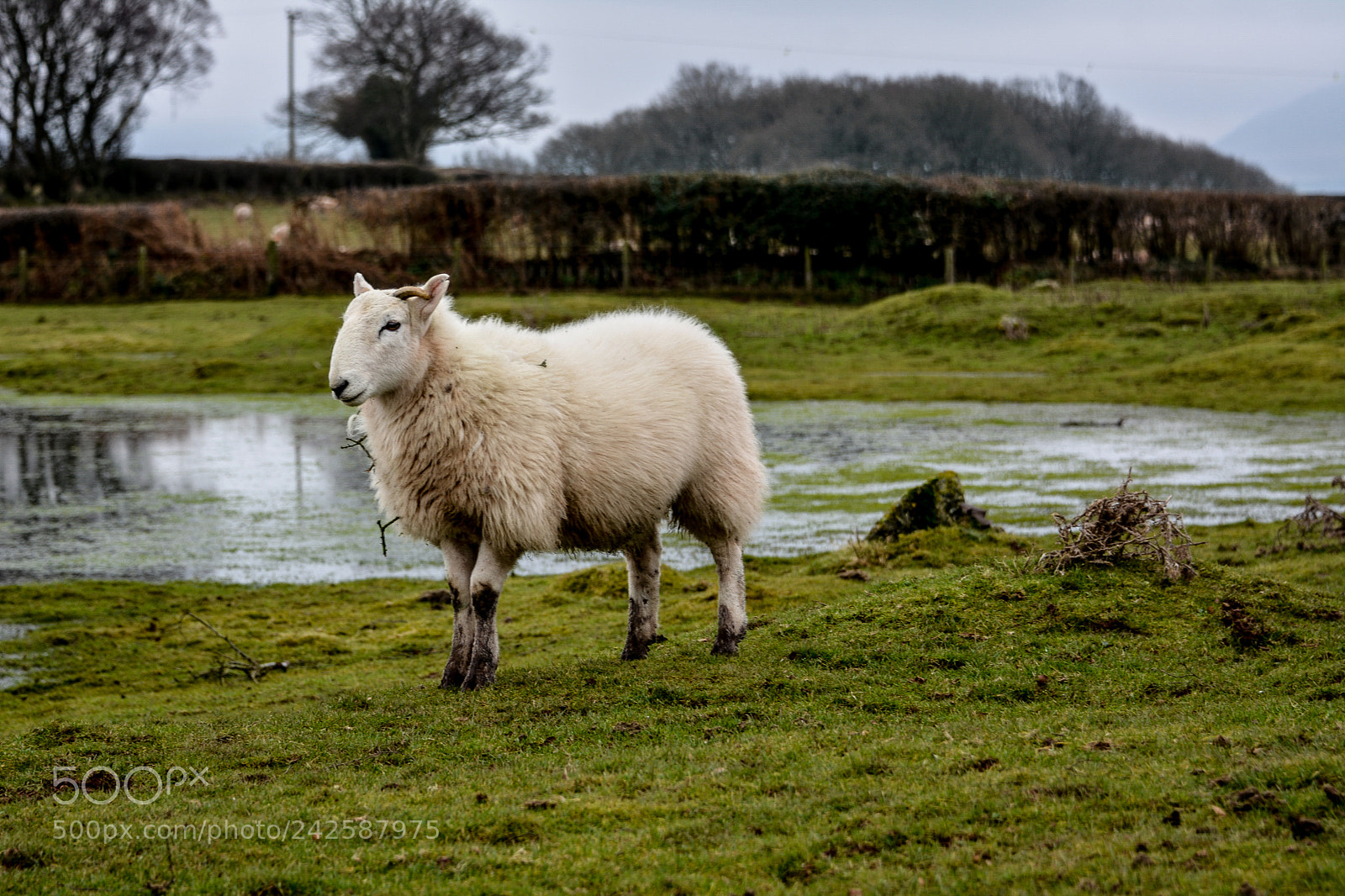 Nikon D7100 sample photo. Sheep at brechfa common photography