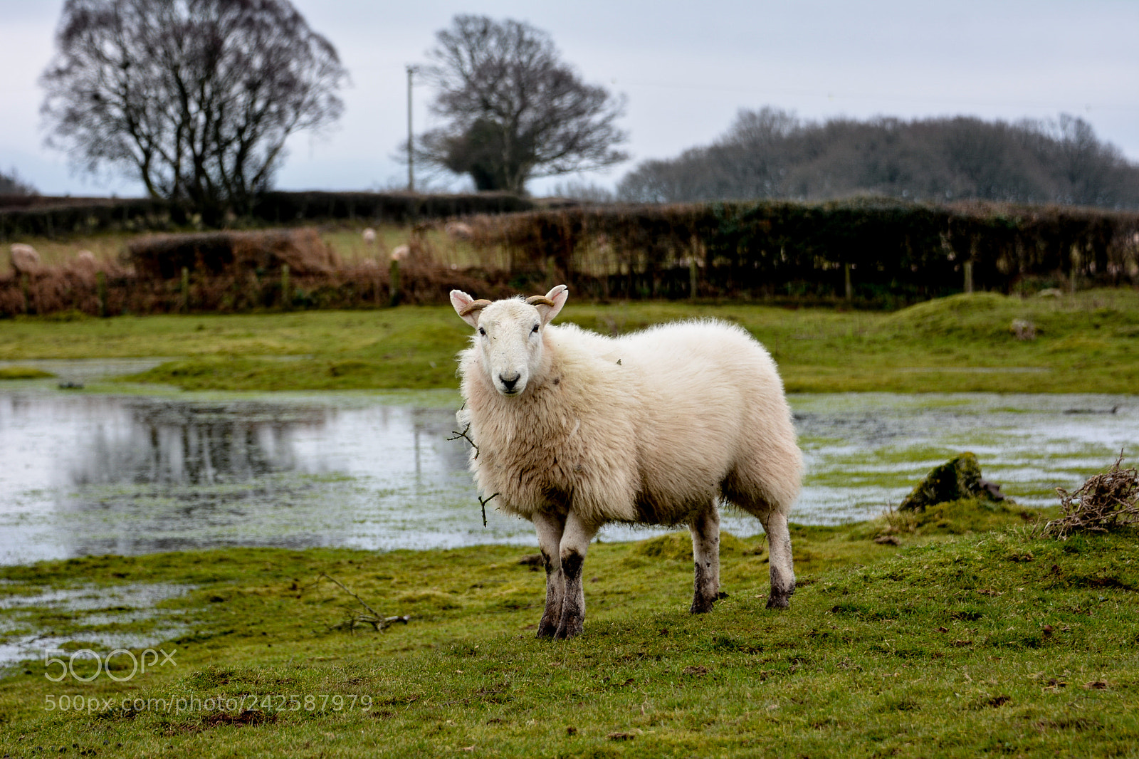Nikon D7100 sample photo. Sheep at brechfa common photography