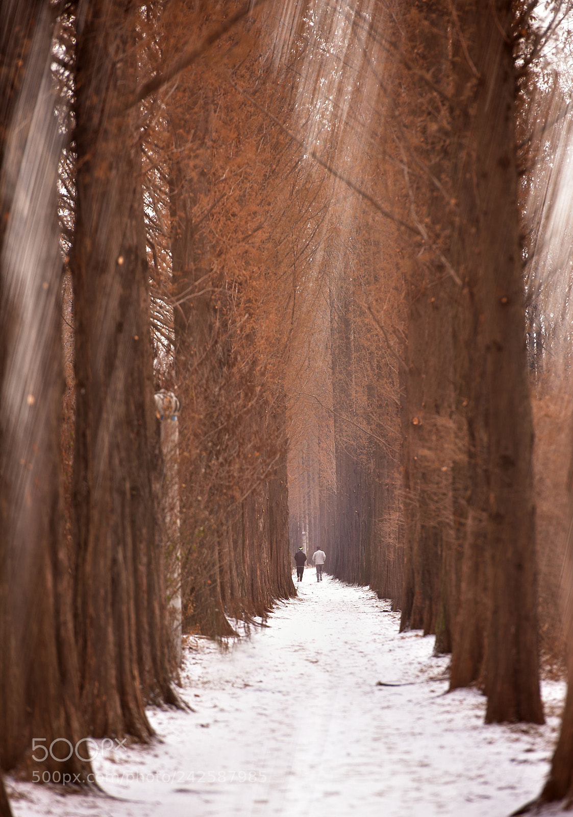 Nikon D810 sample photo. Run on the metasequoia photography