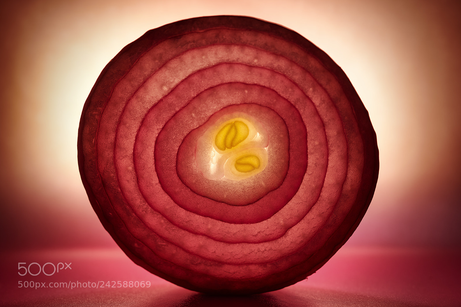 Nikon D850 sample photo. Food fine art: onion 2 photography