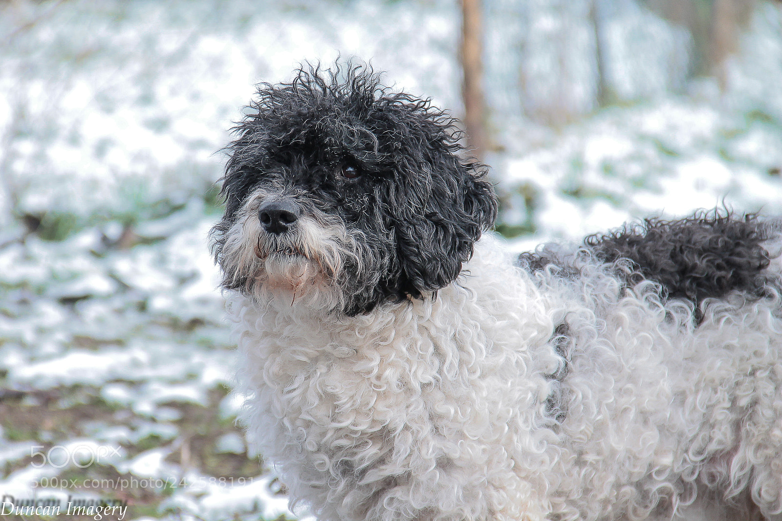 Canon EOS 1100D (EOS Rebel T3 / EOS Kiss X50) sample photo. Snow queen on patrol photography