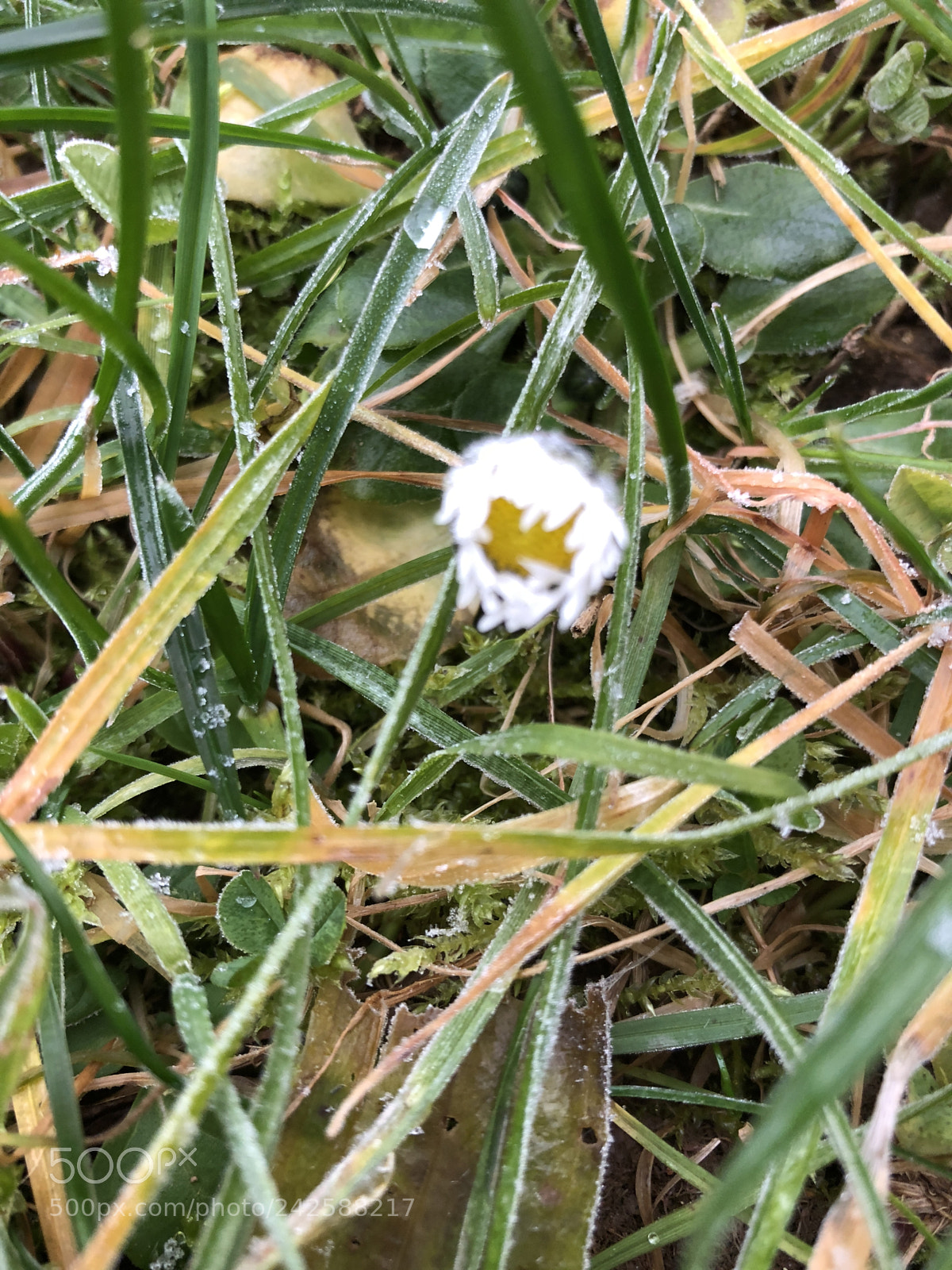 Apple iPhone 8 sample photo. Alone in cold photography