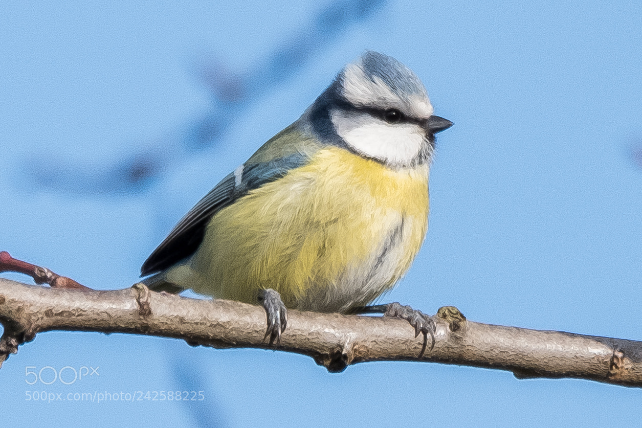 Fujifilm X-T20 sample photo. Blue tit/blaumeise-1 photography
