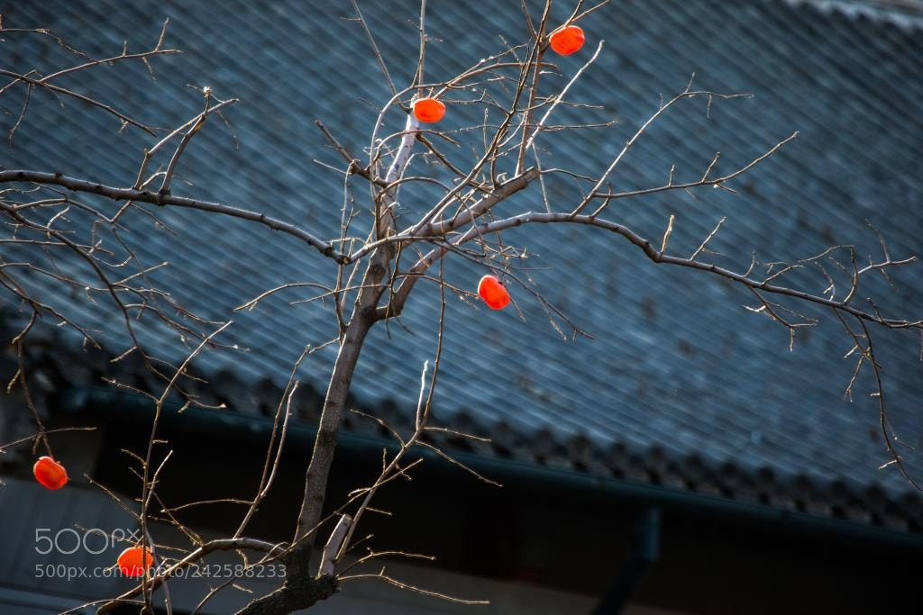 Canon EOS-1D X sample photo. Untitled photography