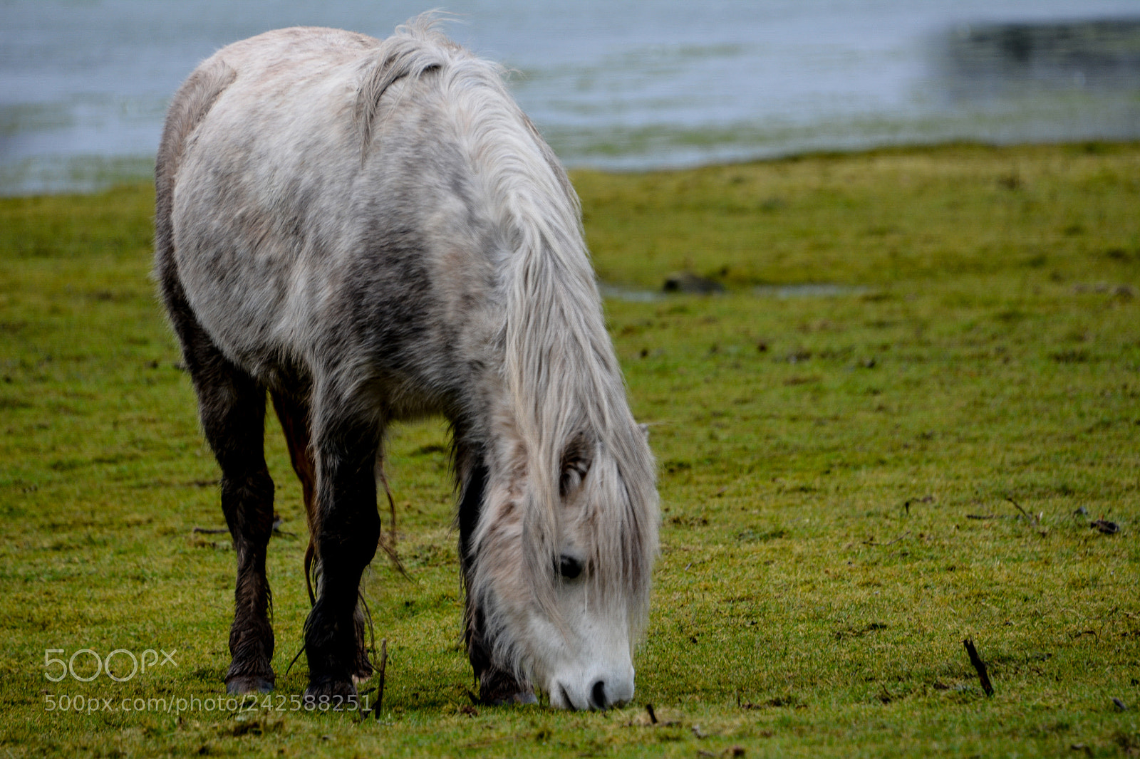 Nikon D7100 sample photo. Welsh mountain ponies brecfa photography