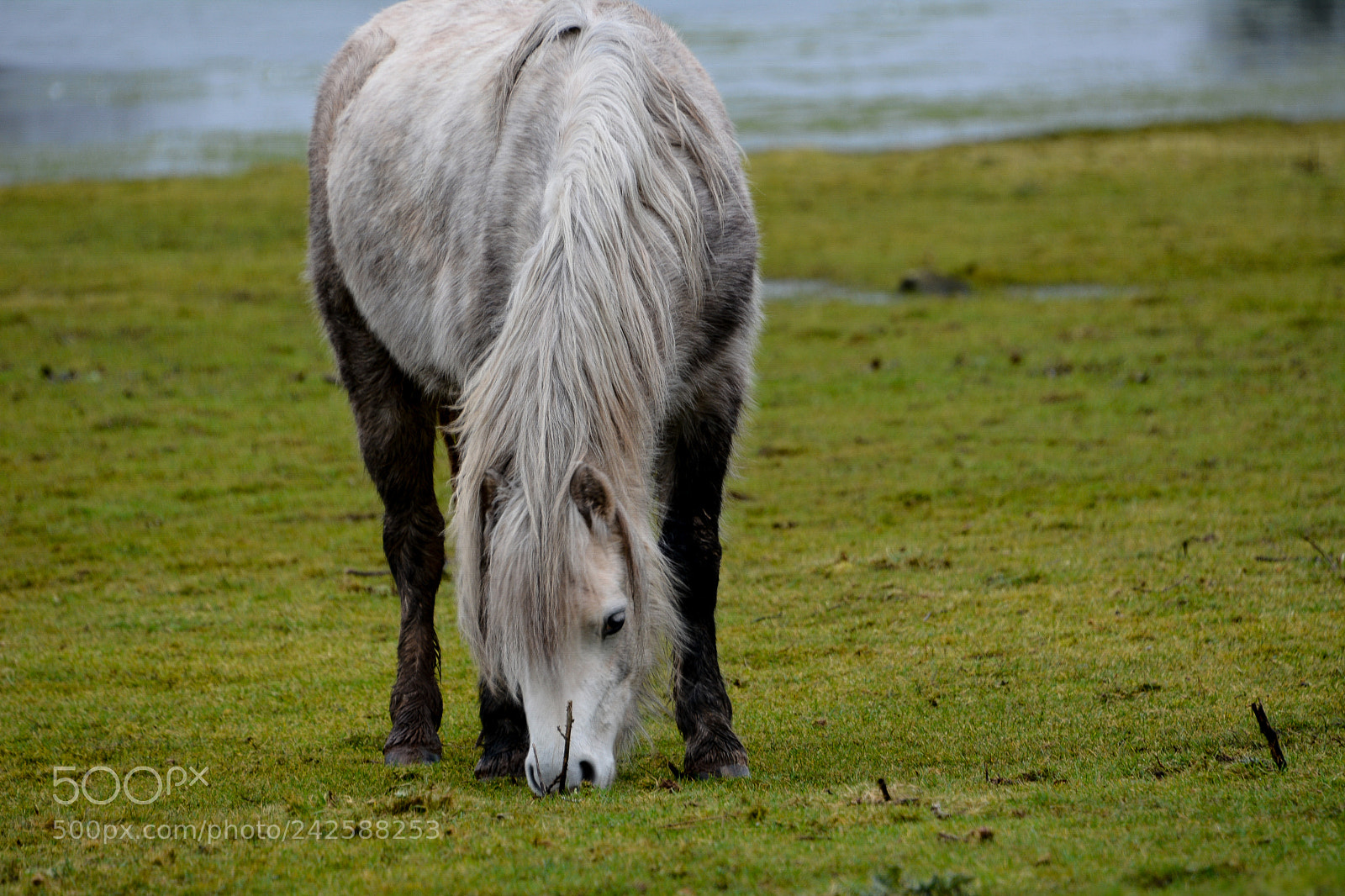 Nikon D7100 sample photo. Welsh mountain ponies brecfa photography
