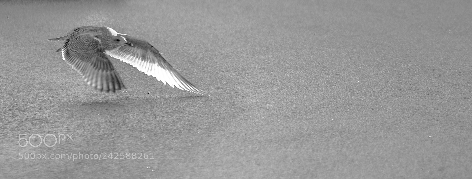 Nikon D850 sample photo. Seagull photography