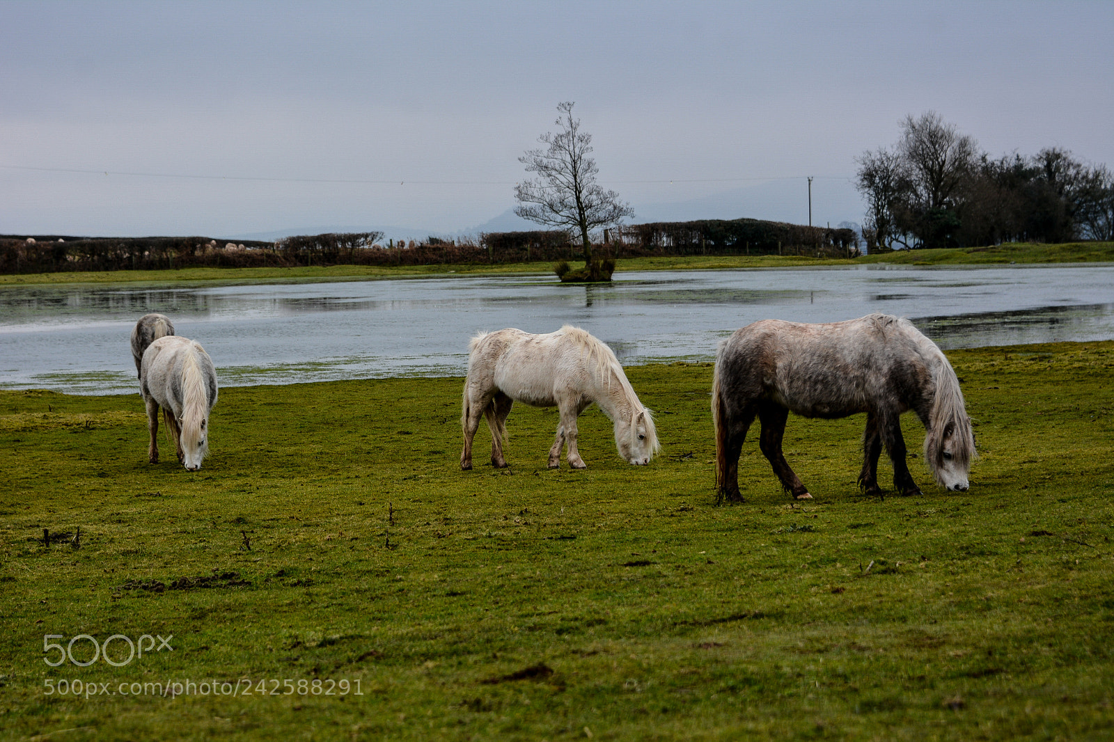 Nikon D7100 sample photo. Welsh mountain ponies brecfa photography