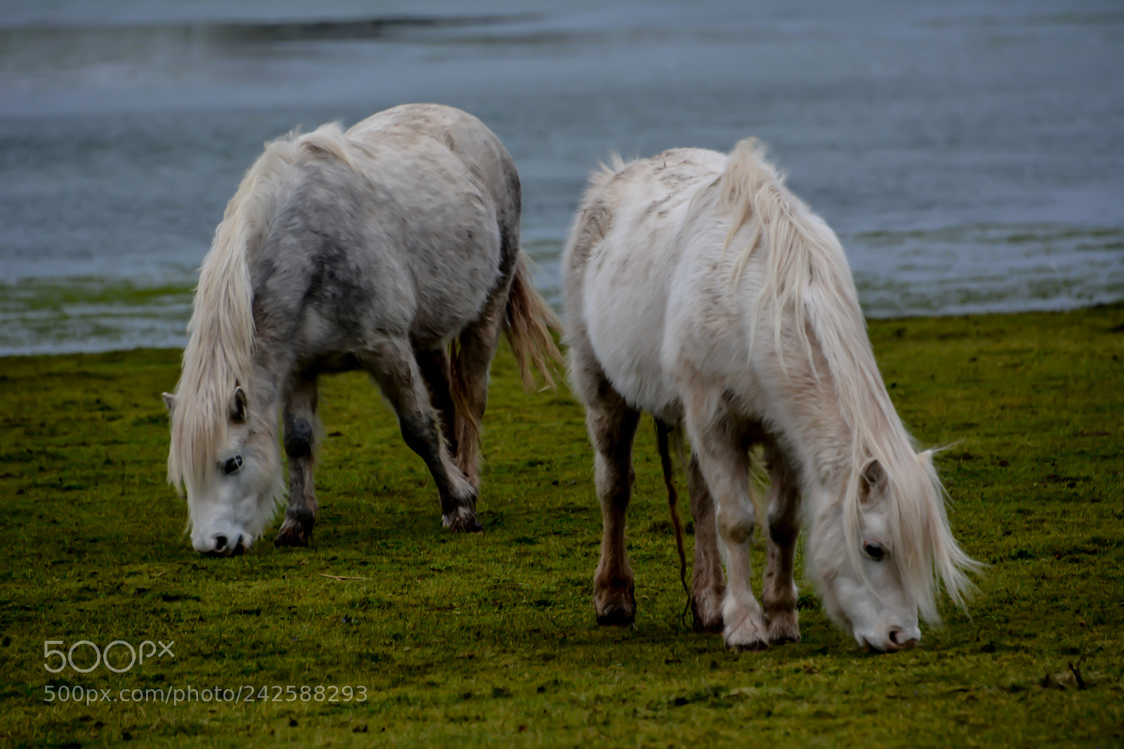 Nikon D7100 sample photo. Welsh mountain ponies brecfa photography