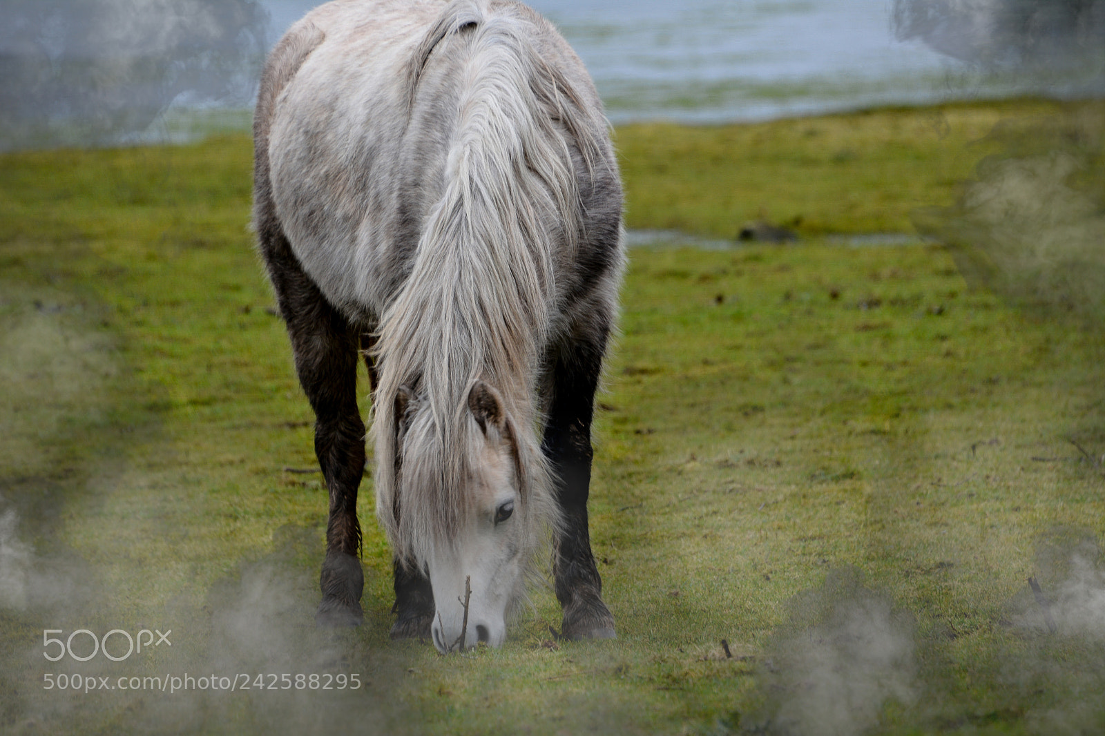 Nikon D7100 sample photo. Welsh mountain ponies brecfa photography