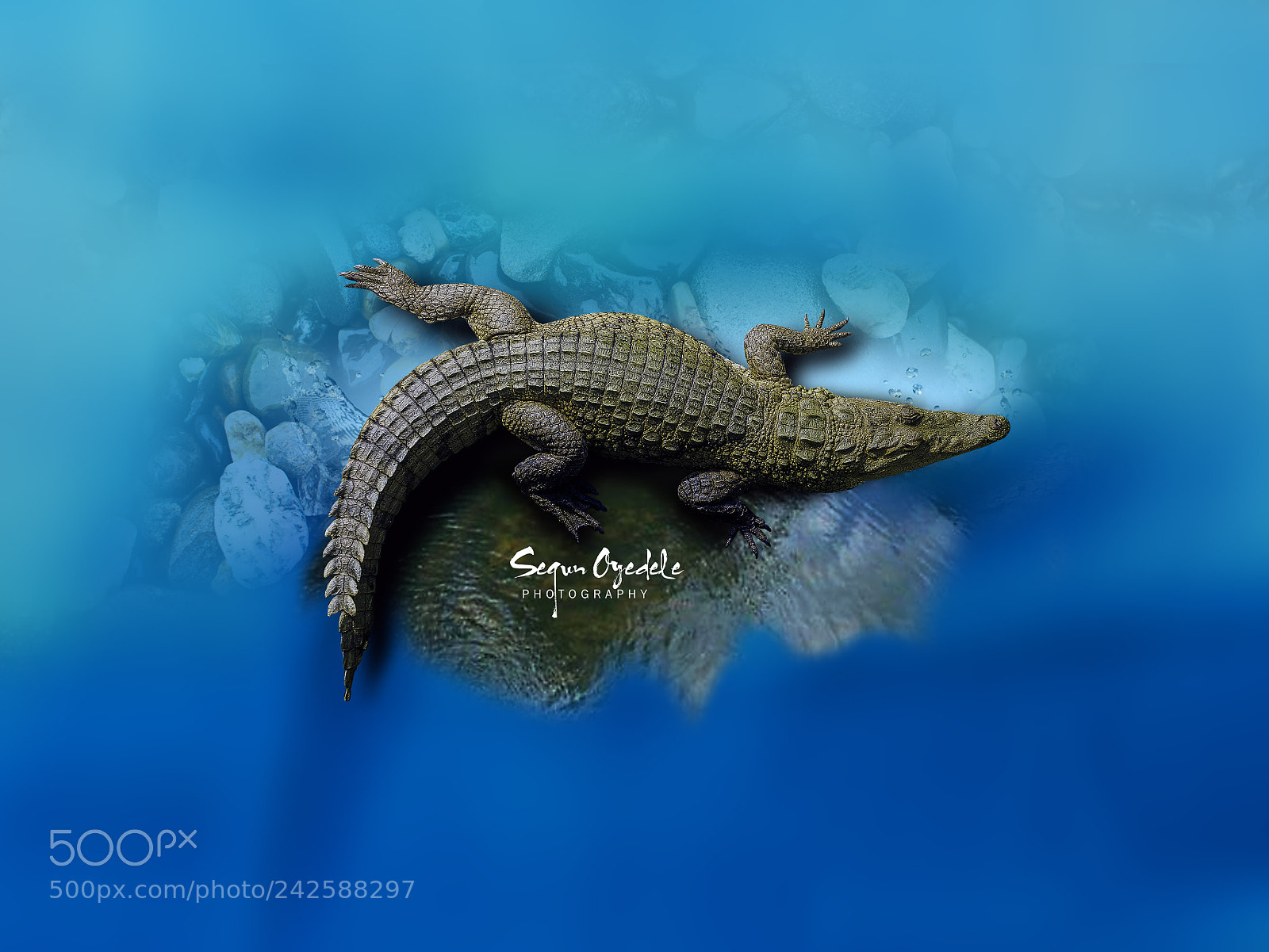 Canon EOS 60D sample photo. Croc in the brook photography