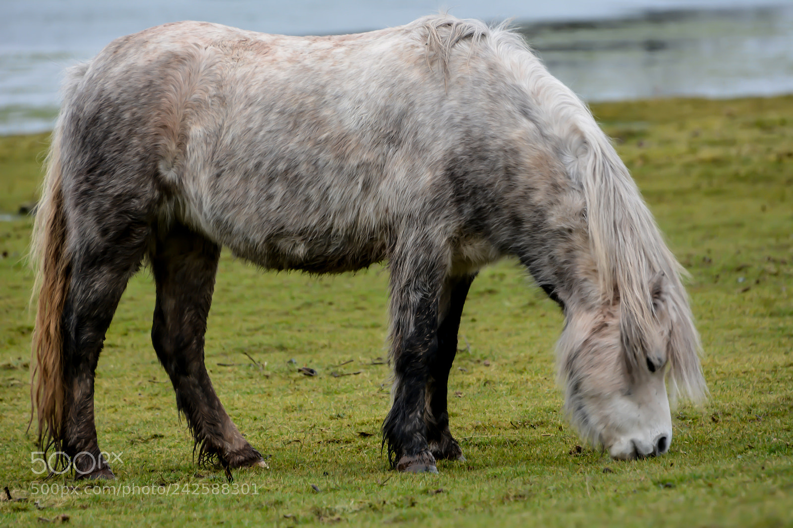Nikon D7100 sample photo. Welsh mountain ponies brecfa photography