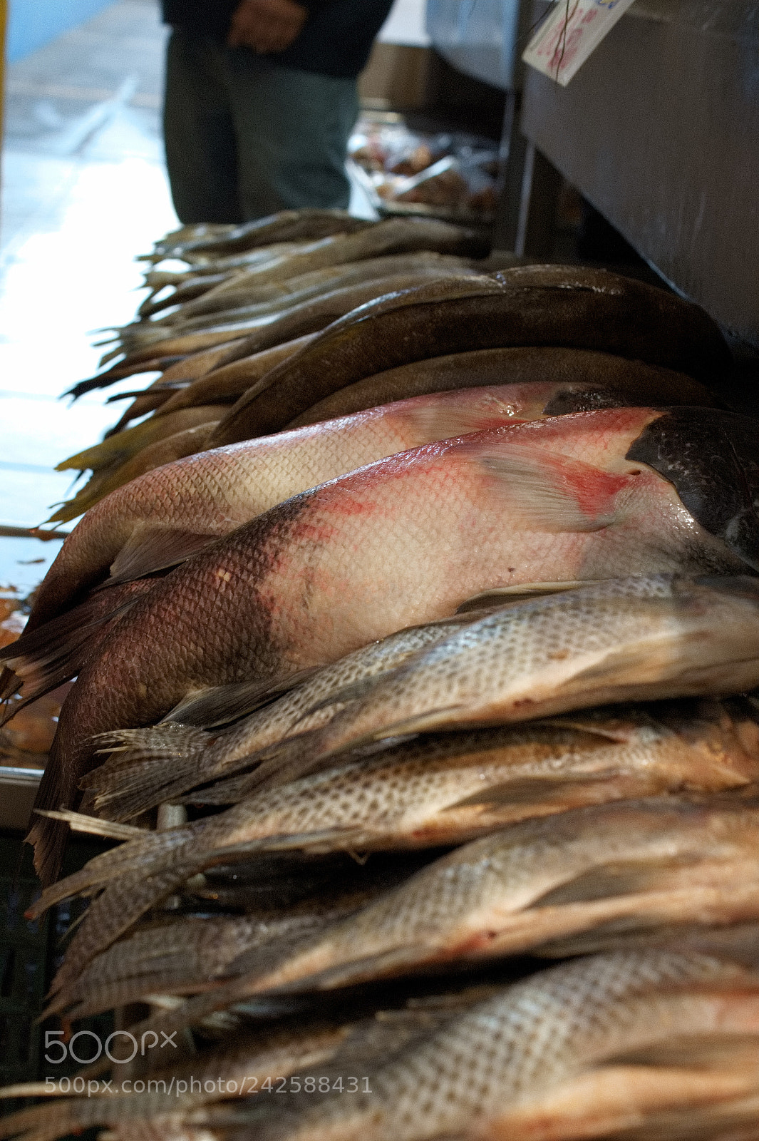 Sony SLT-A58 sample photo. Fish... photography