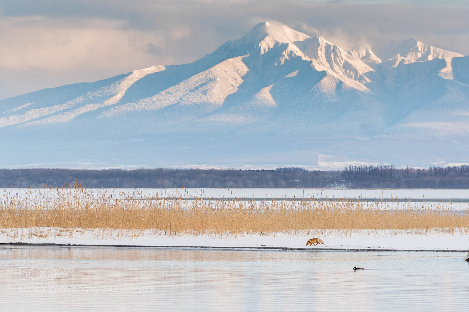 Nikon D500 sample photo. Landscape with a fox photography
