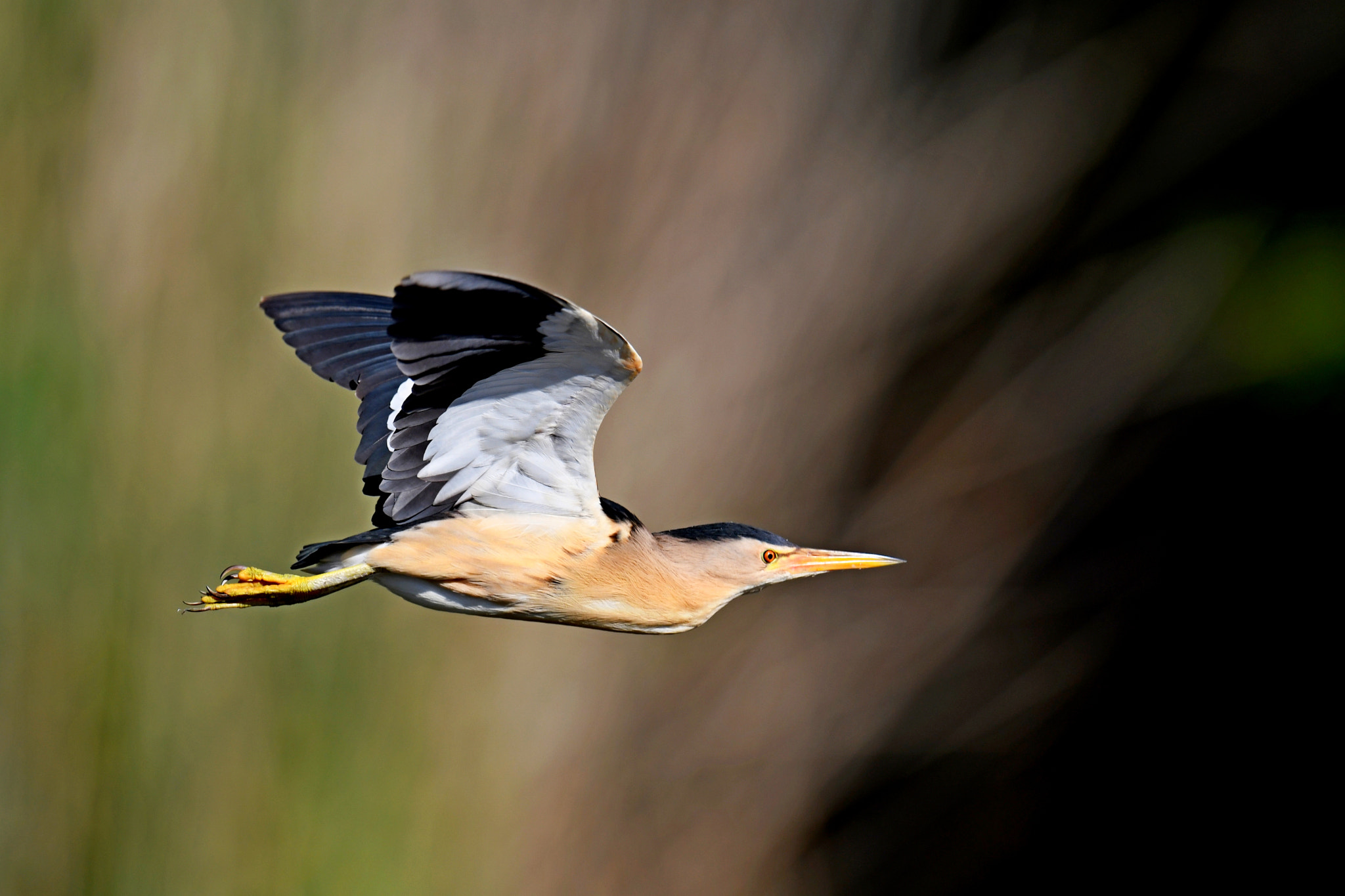 Nikon D500 sample photo. Little bittern photography