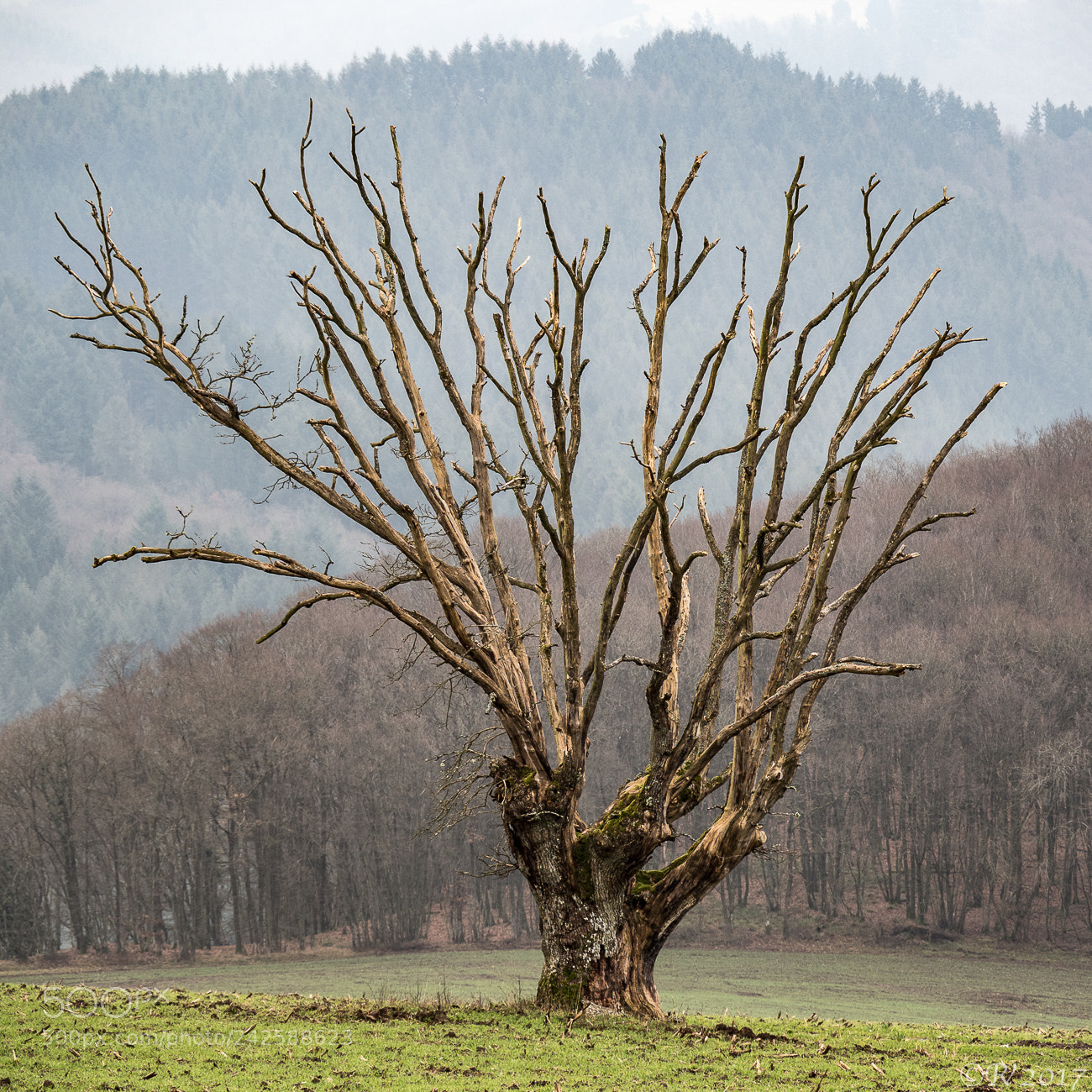 Olympus OM-D E-M1 Mark II sample photo. High and dry photography
