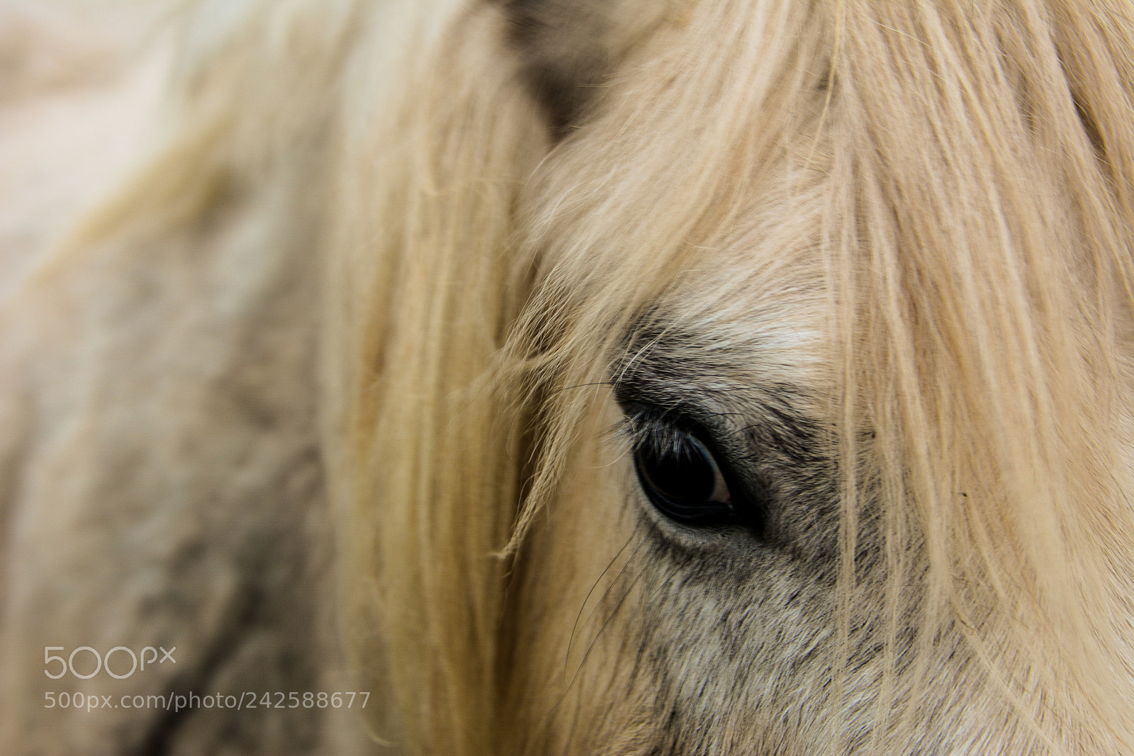 Nikon D7100 sample photo. Welsh mountain ponies photography