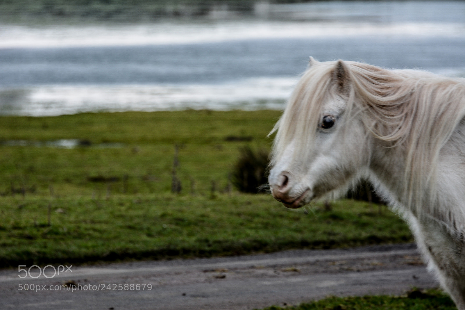 Nikon D7100 sample photo. Welsh mountain ponies photography